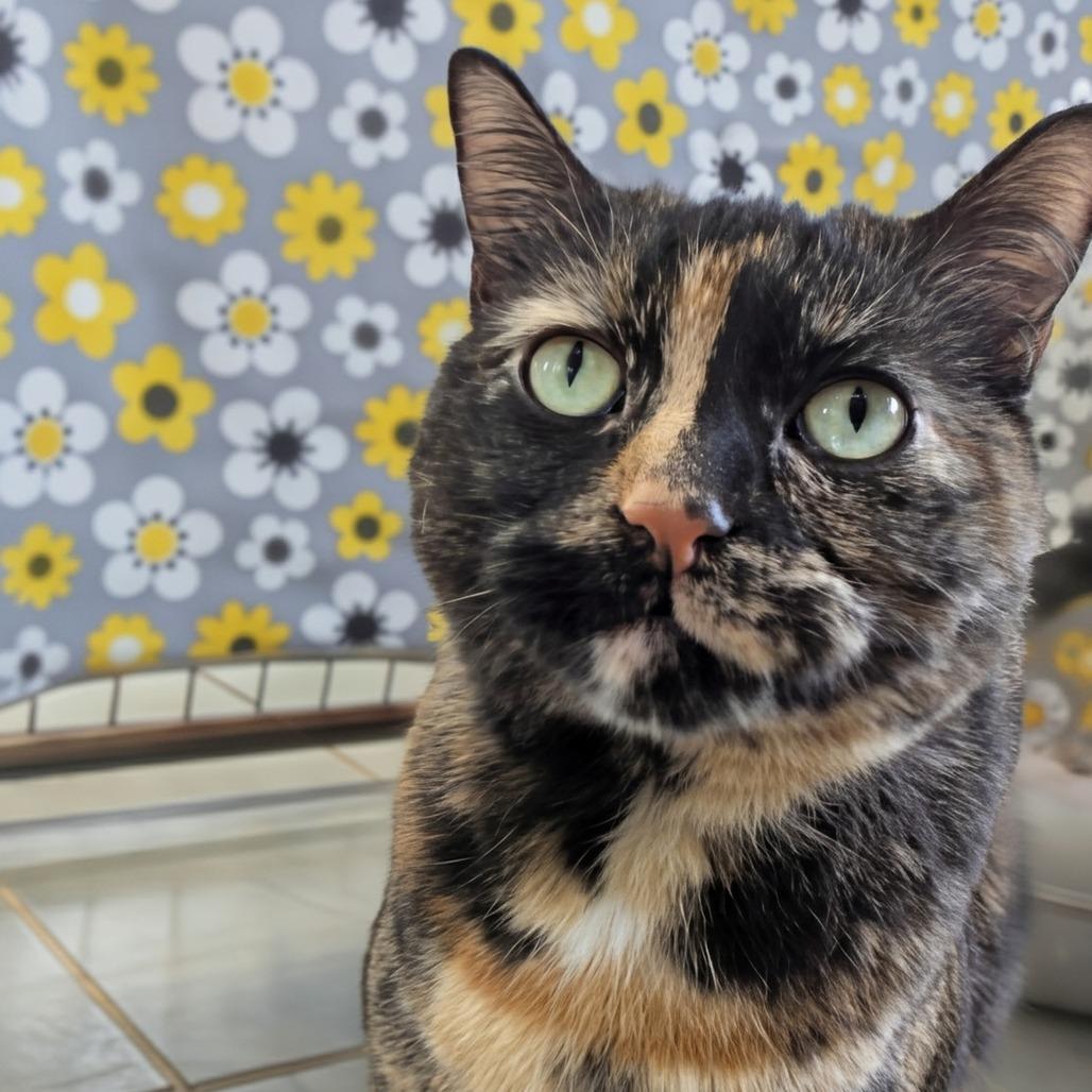 Enlarge Daisy, a Adoptable Domestic Short Hair in East Smithfield , PA image 5/6