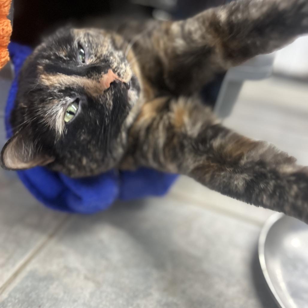 Enlarge Daisy, a Adoptable Domestic Short Hair in East Smithfield , PA image 6/6