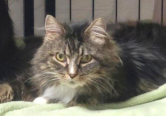 Enlarge Tuxie and Roxie, a Adoptable Domestic Long Hair in Shawnee, KS image 1/3