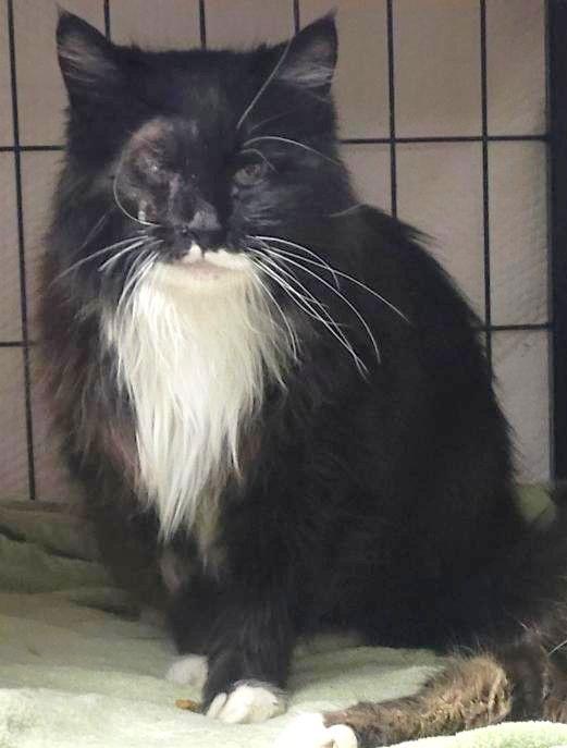 Enlarge Tuxie and Roxie, a Adoptable Domestic Long Hair in Shawnee, KS image 2/3