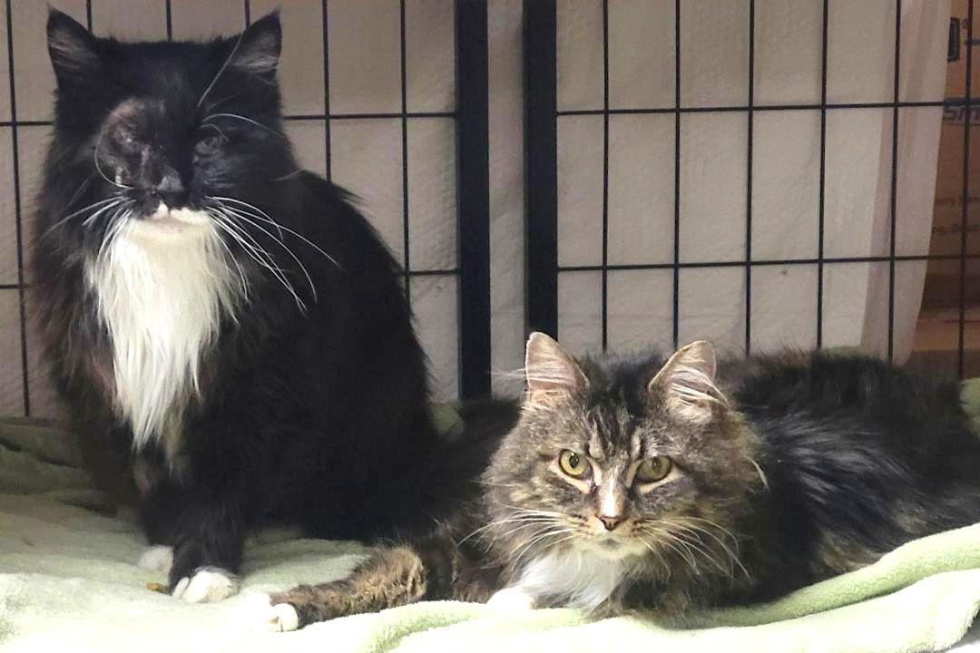 Enlarge Tuxie and Roxie, a Adoptable Domestic Long Hair in Shawnee, KS image 3/3
