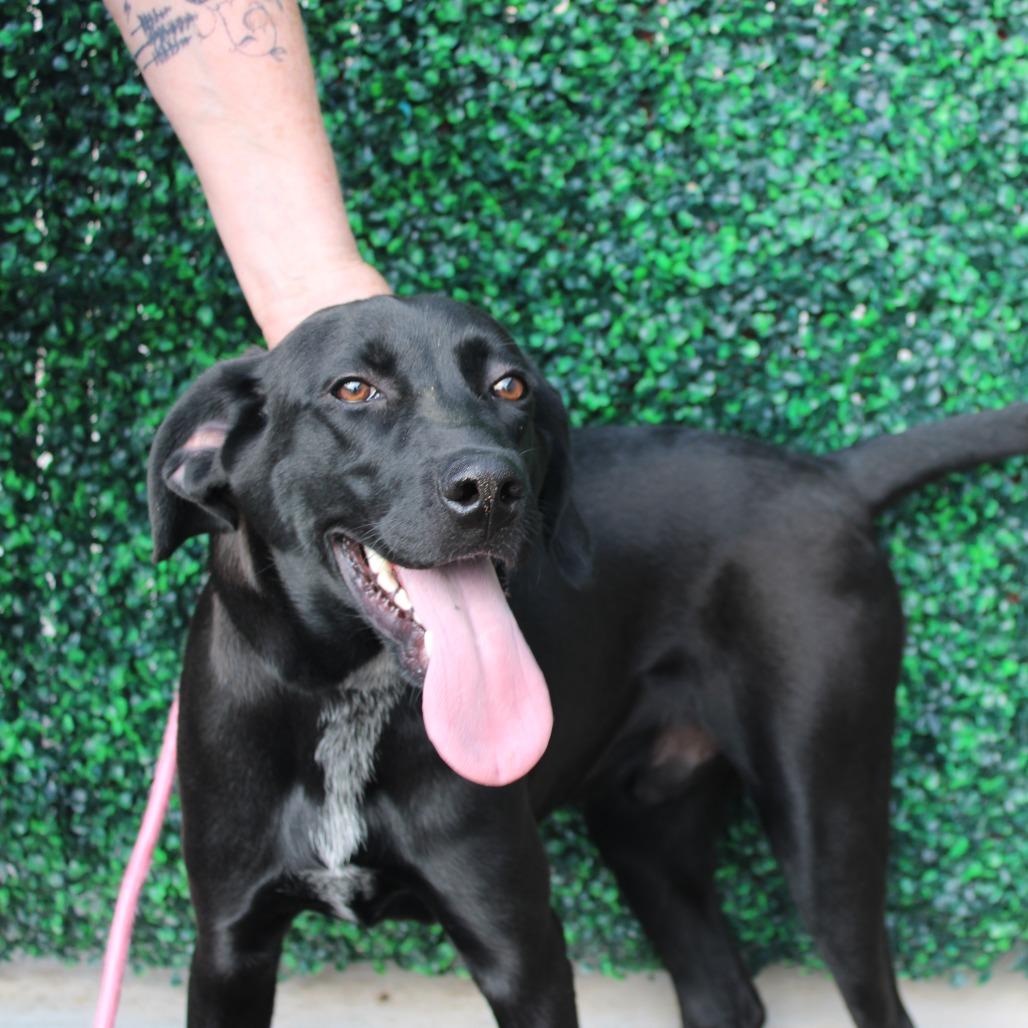 Boog, Adoptable, Young Male Labrador Retriever & Hound.