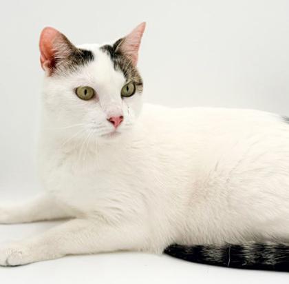 Enlarge Jasper, a Adoptable mixed breed in Bowling Green, KY image 1/3