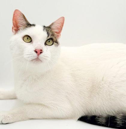 Enlarge Jasper, a Adoptable mixed breed in Bowling Green, KY image 2/3