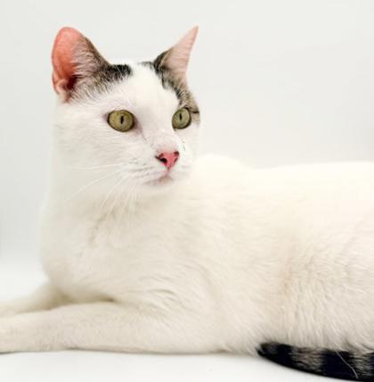 Enlarge Jasper, a Adoptable mixed breed in Bowling Green, KY image 3/3