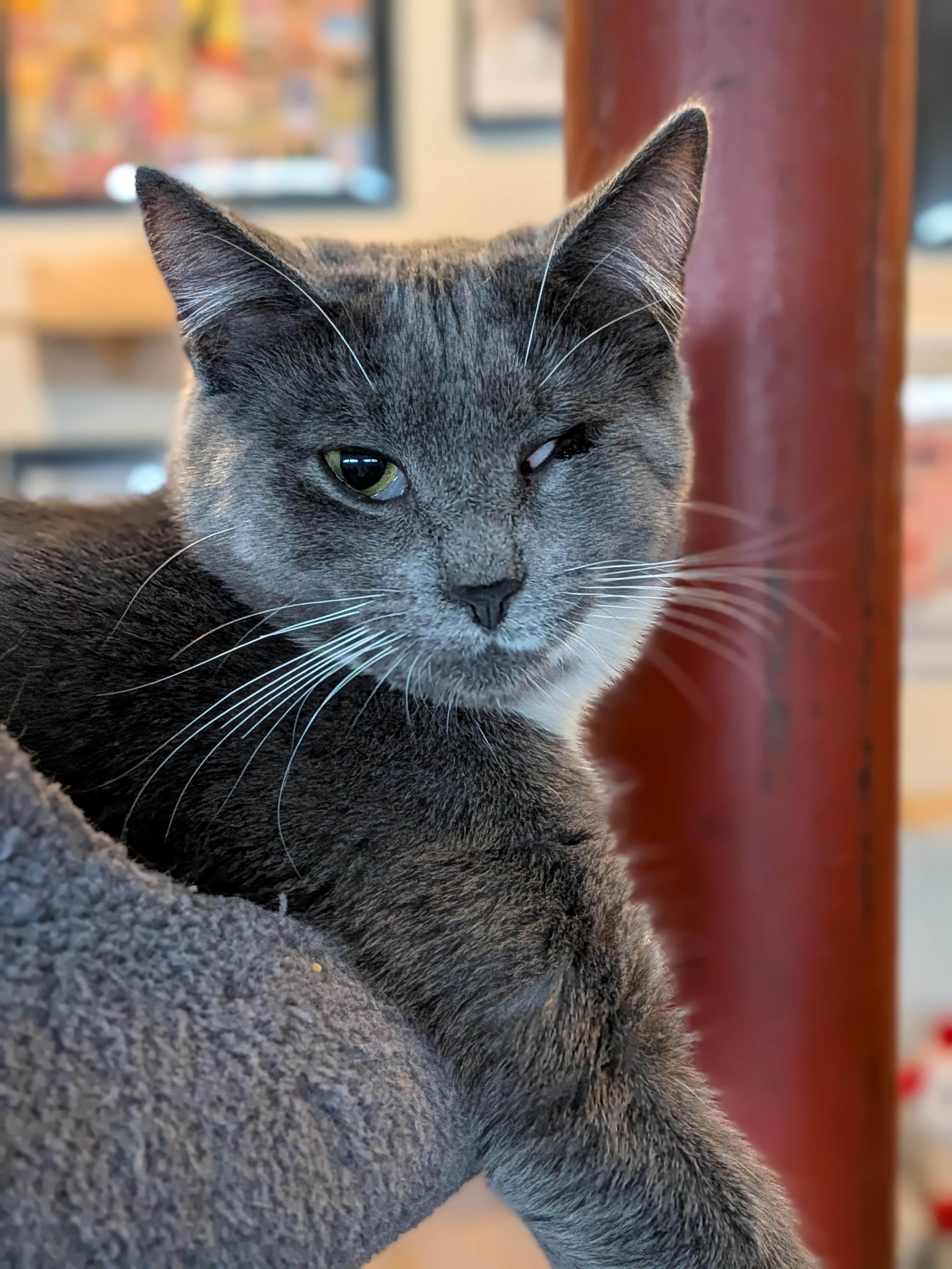 Mary (Bonded Pair with Moby), Adoptable, Kitten Female Domestic Short Hair.