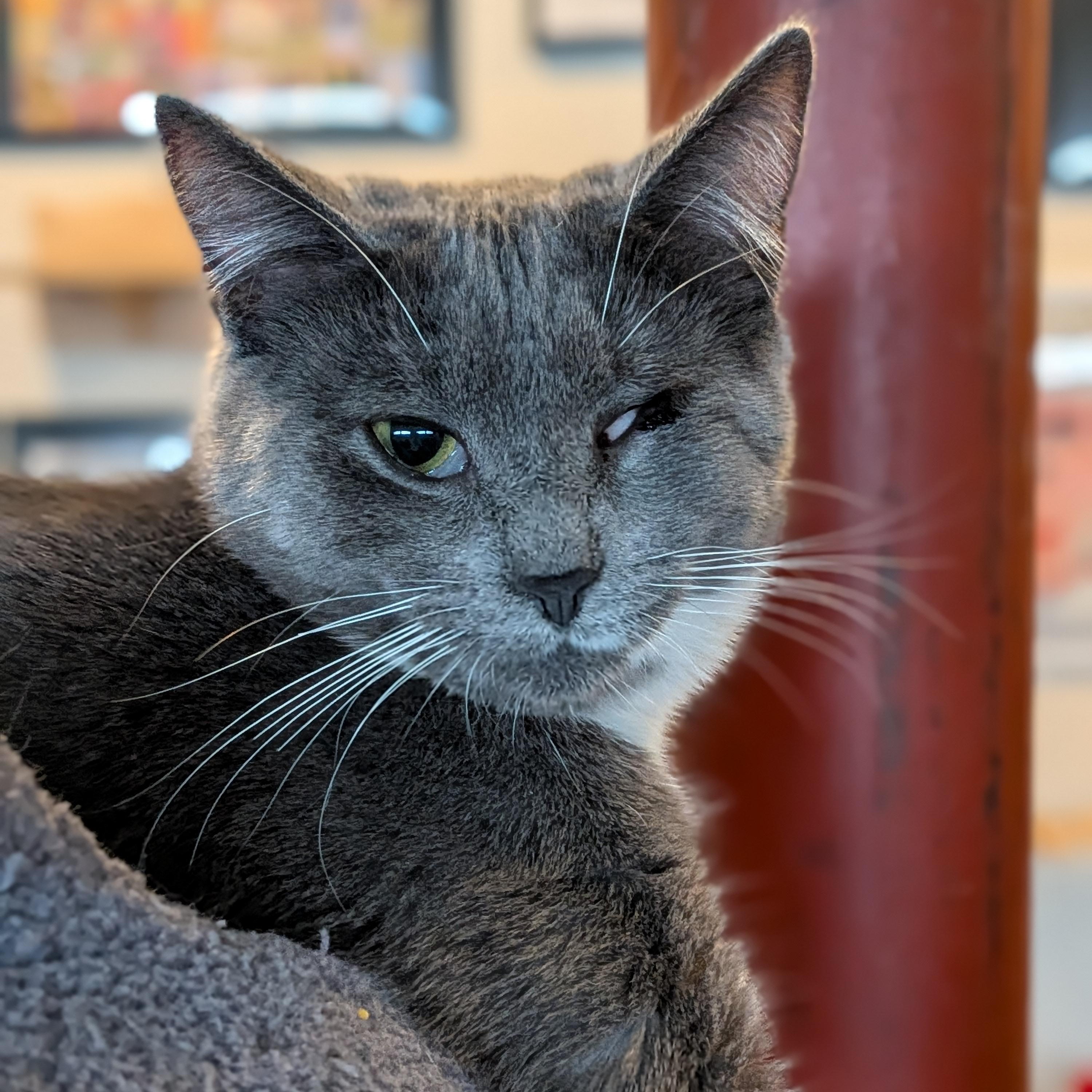 Enlarge Mary (Bonded Pair with Moby), a Adoptable Domestic Short Hair in Newburgh, NY image 2/6