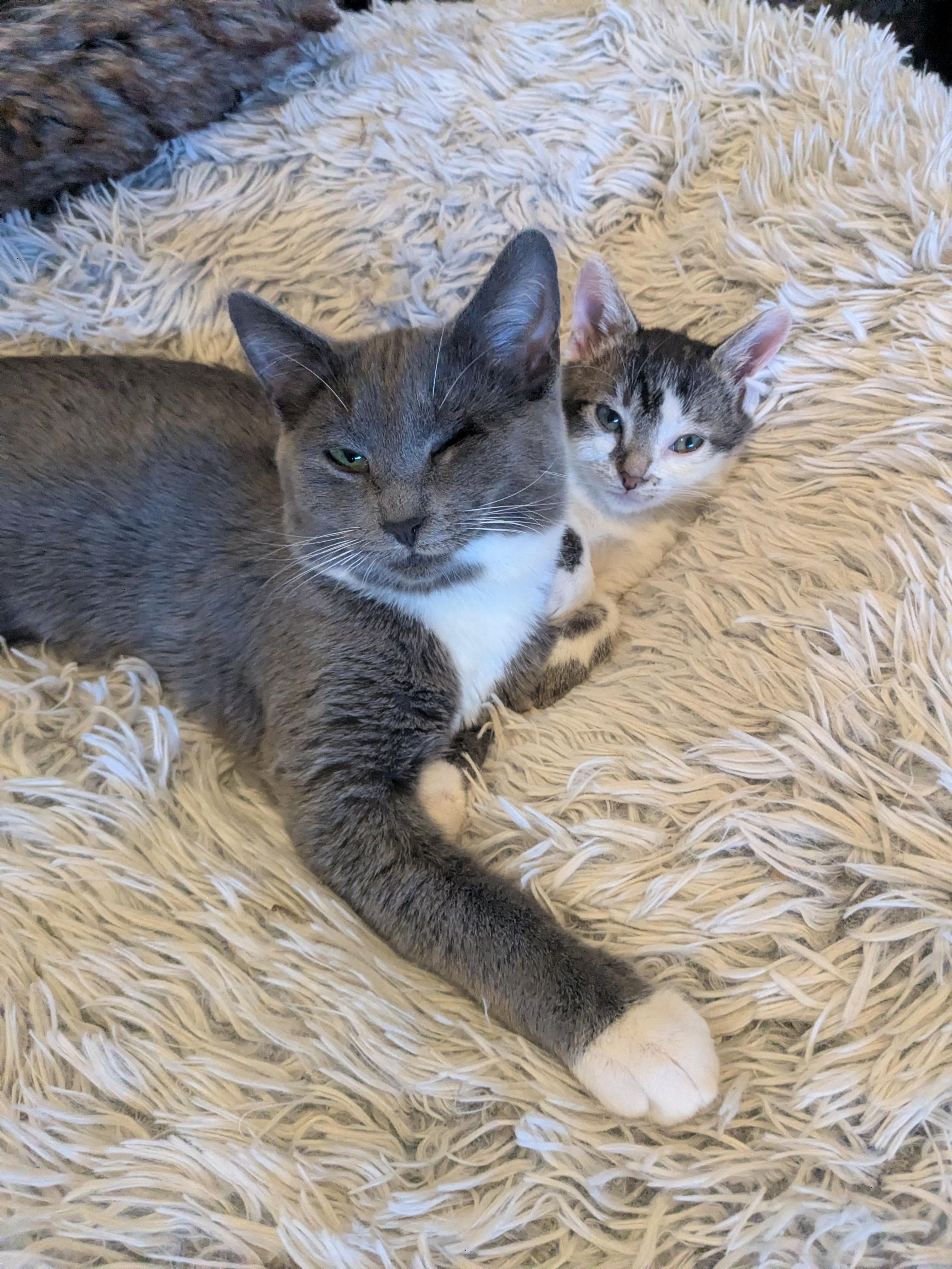 Enlarge Mary (Bonded Pair with Moby), a Adoptable Domestic Short Hair in Newburgh, NY image 4/6