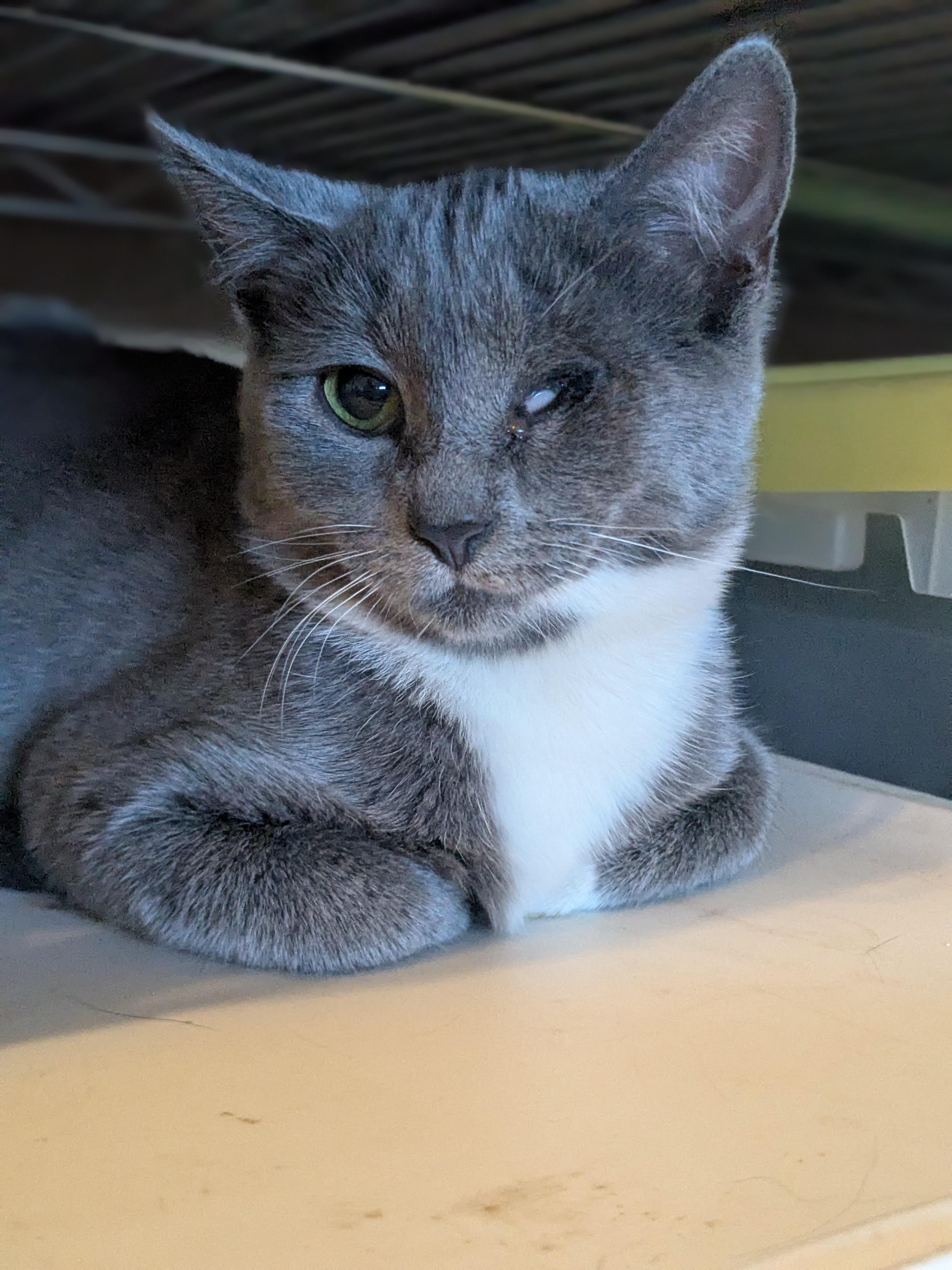 Enlarge Mary (Bonded Pair with Moby), a Adoptable Domestic Short Hair in Newburgh, NY image 6/6