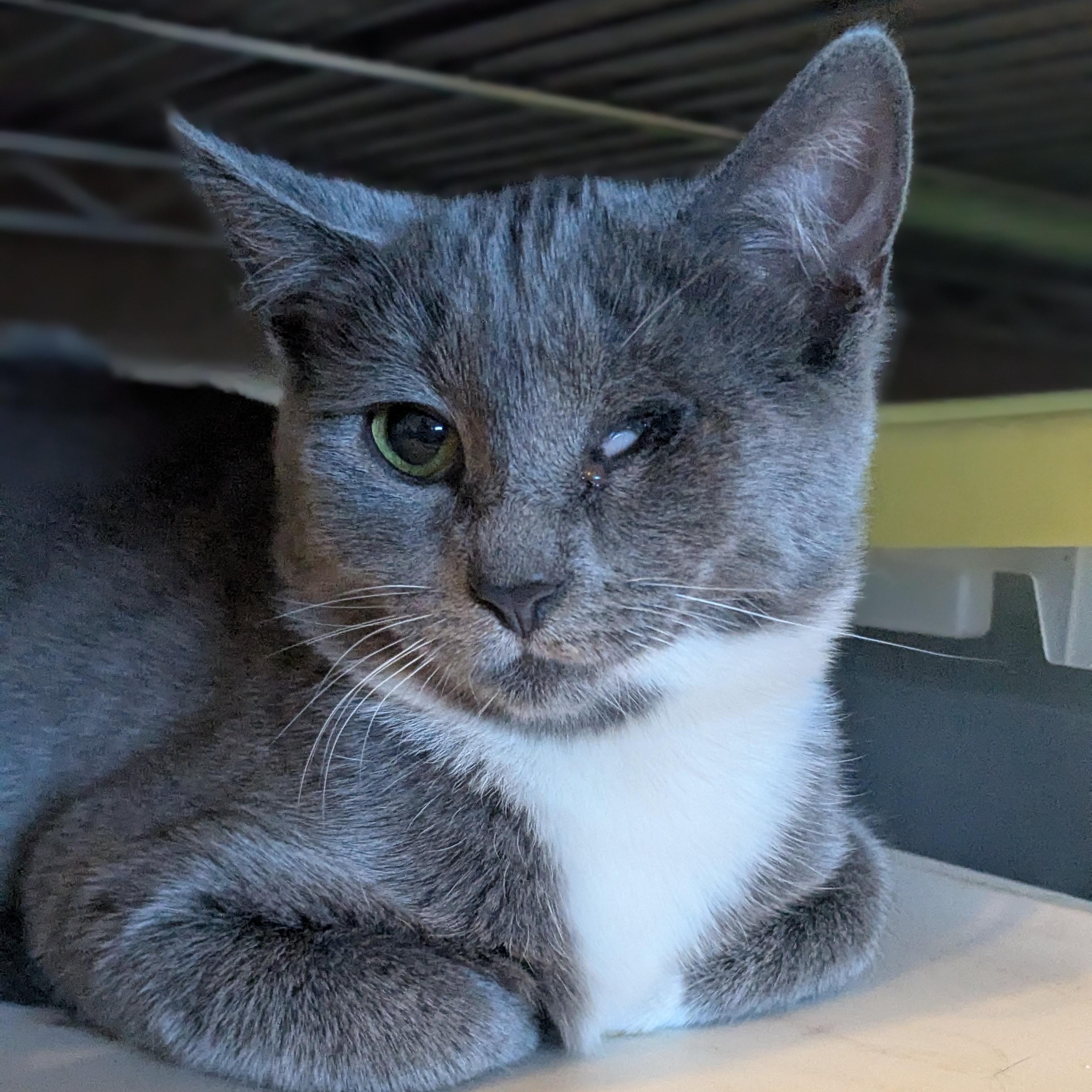 Enlarge Mary (Bonded Pair with Moby), a Adoptable Domestic Short Hair in Newburgh, NY image 6/6