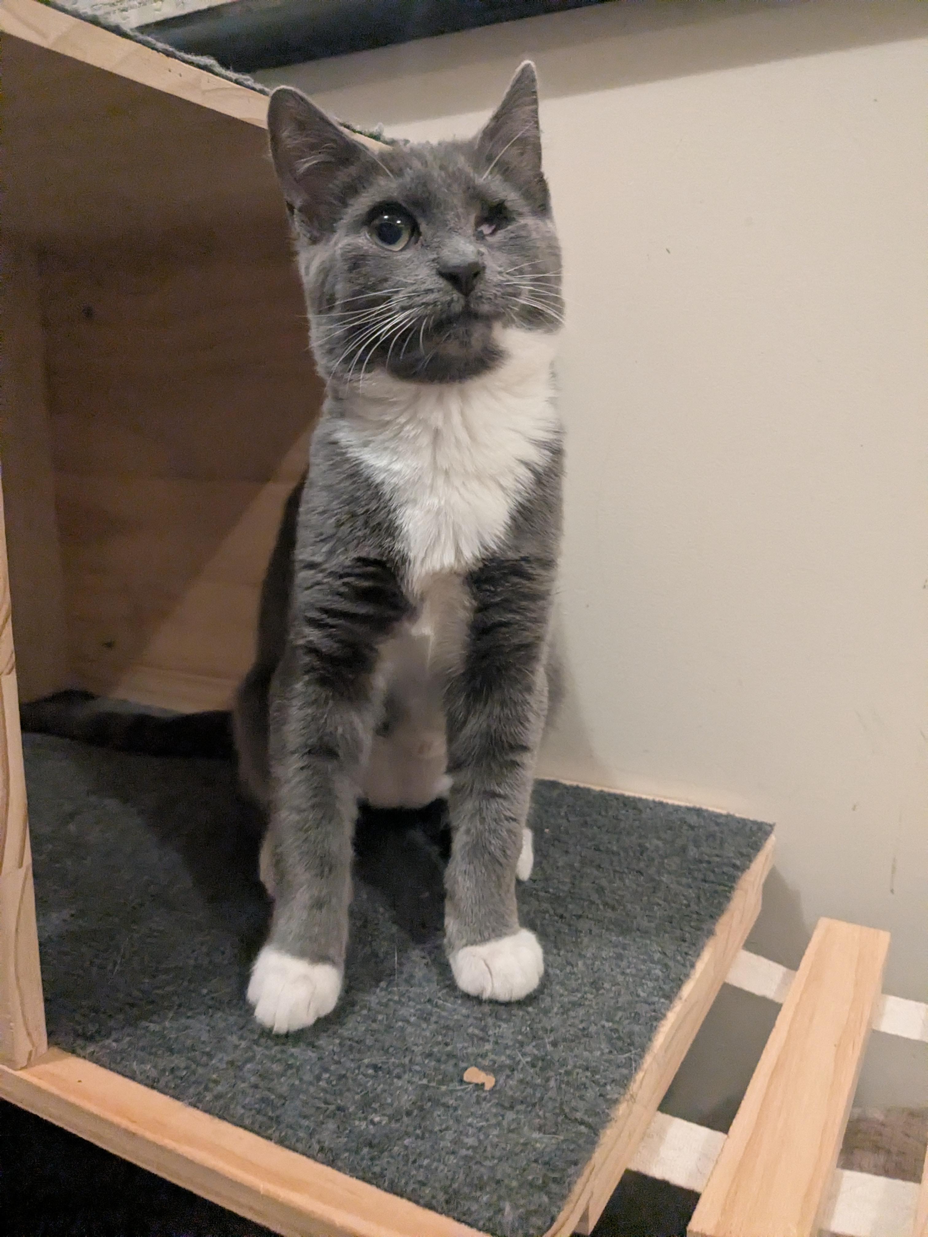 Enlarge Mary (Bonded Pair with Moby), a Adoptable Domestic Short Hair in Newburgh, NY image 3/6