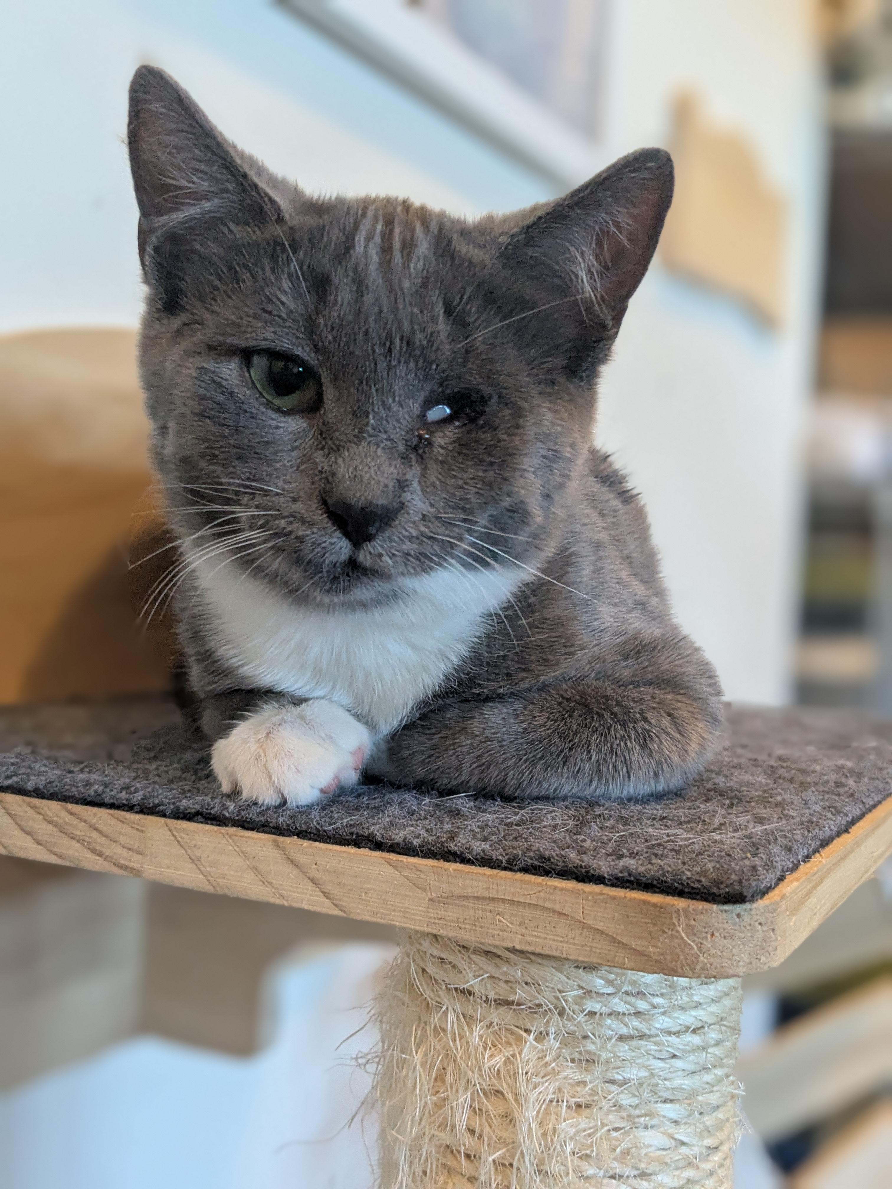 Mary (Bonded Pair with Moby), Adoptable, Kitten Female Domestic Short Hair.