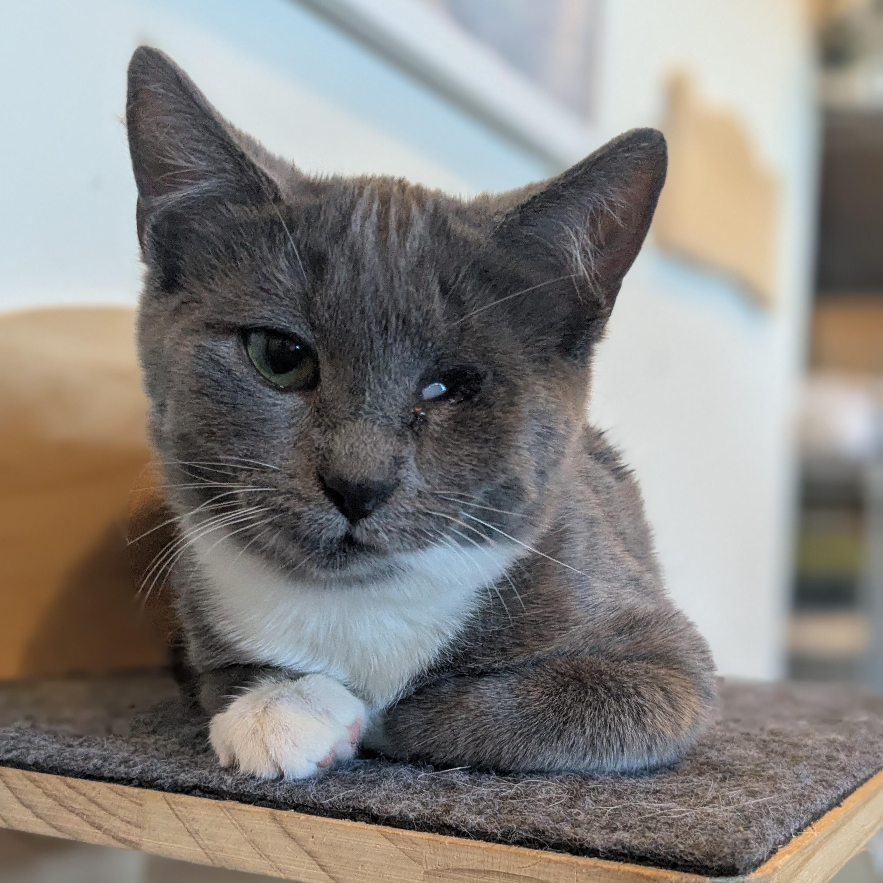 Enlarge Mary (Bonded Pair with Moby), a Adoptable Domestic Short Hair in Newburgh, NY image 1/6