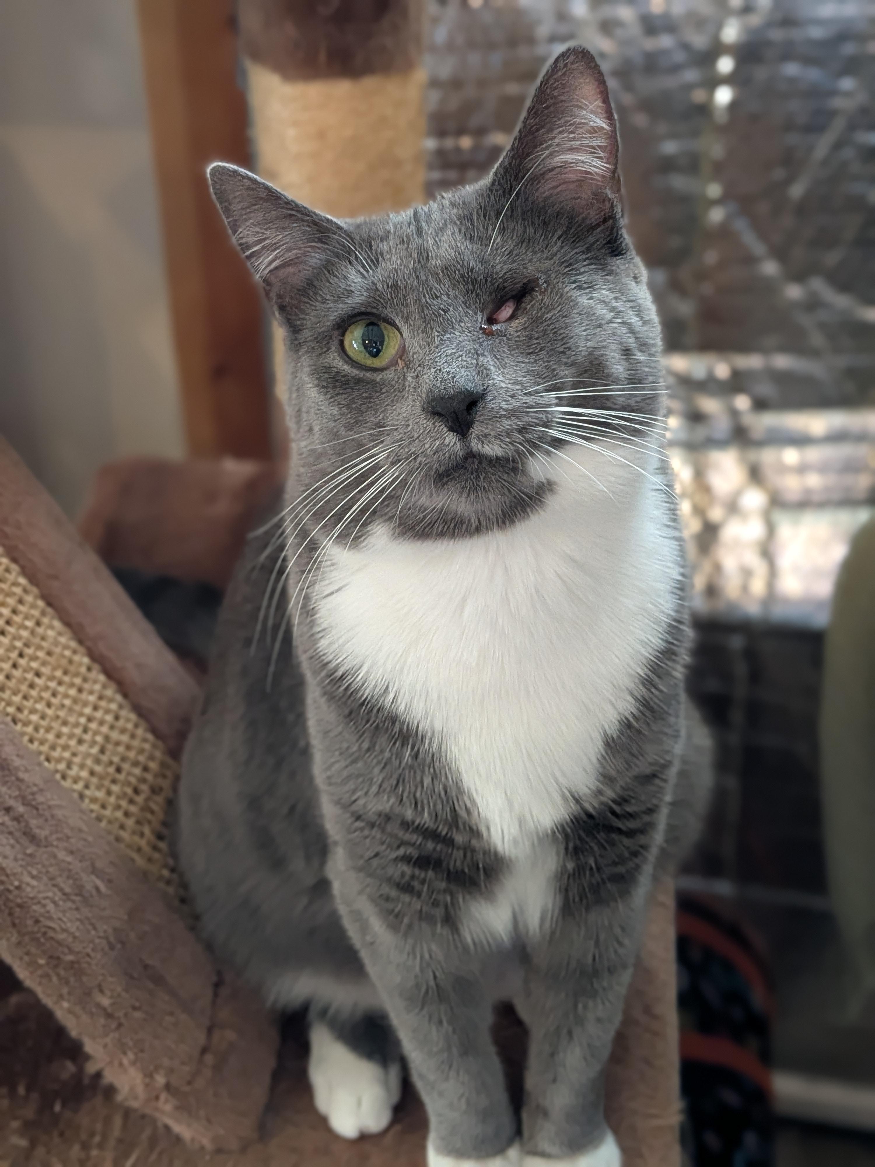 Enlarge Mary, a Adoptable Domestic Short Hair in Newburgh, NY image 1/6