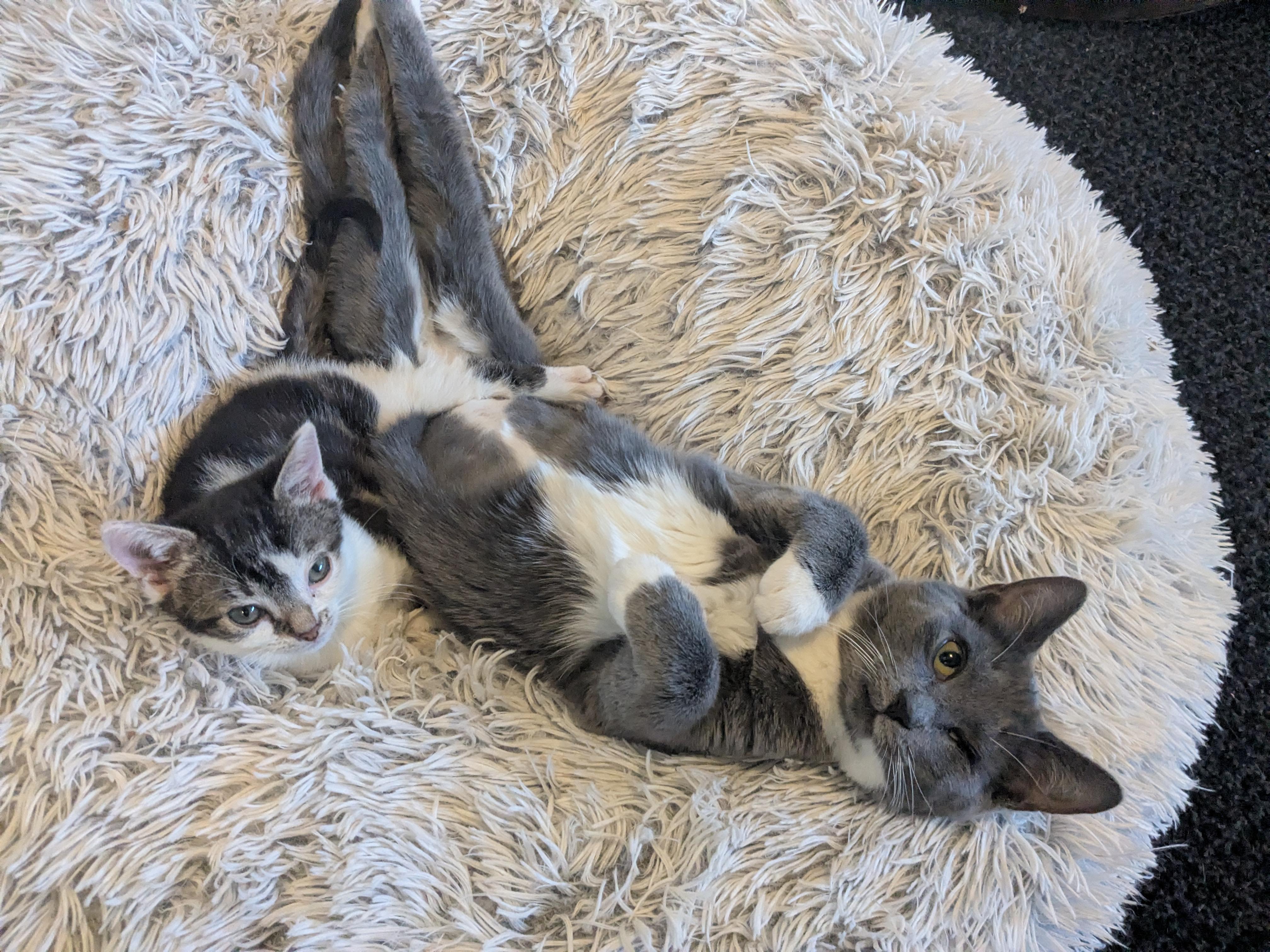 Enlarge Mary (Bonded Pair with Moby), a Adoptable Domestic Short Hair in Newburgh, NY image 5/6