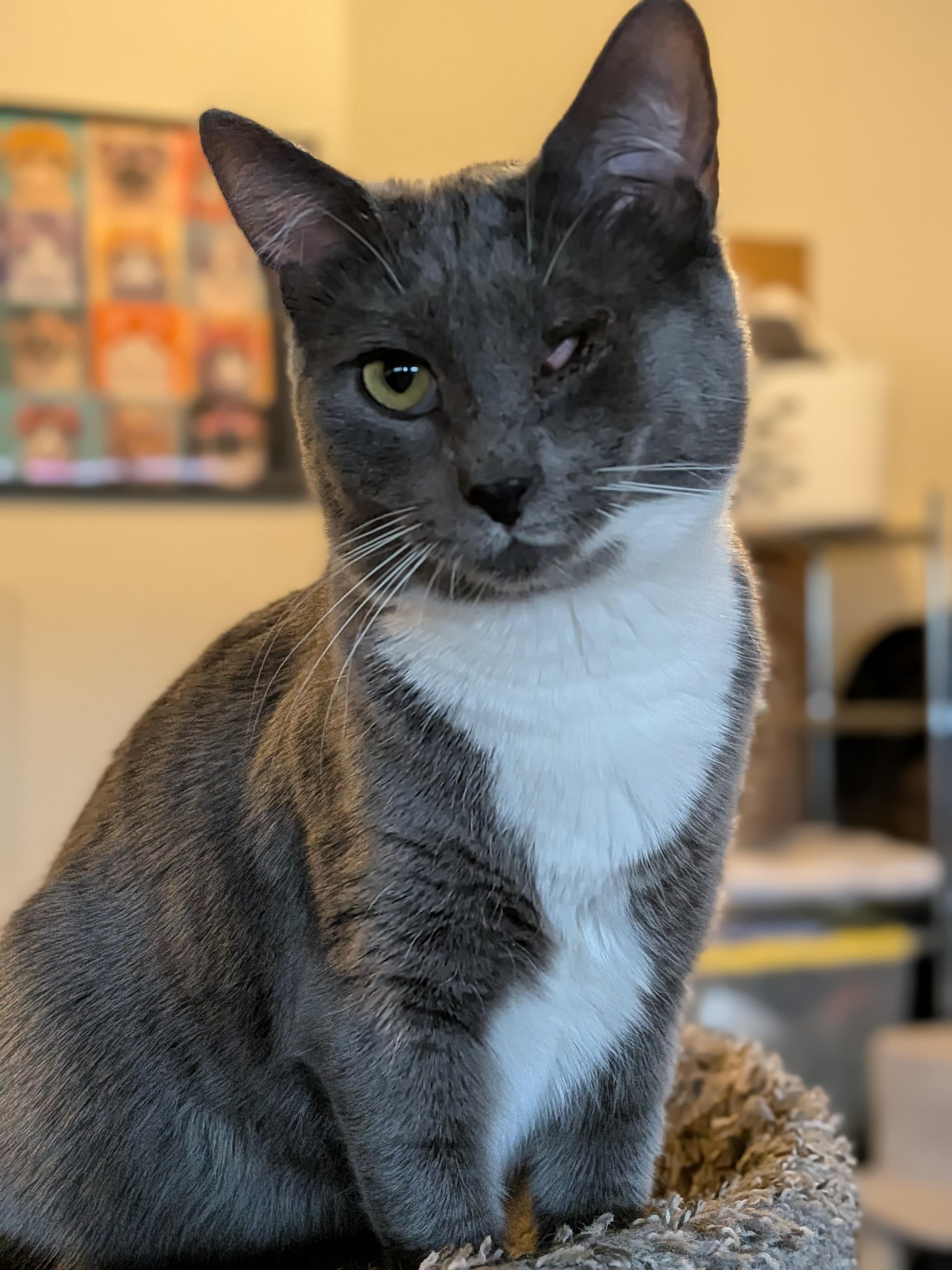 Enlarge Mary, a Adoptable Domestic Short Hair in Newburgh, NY image 3/6
