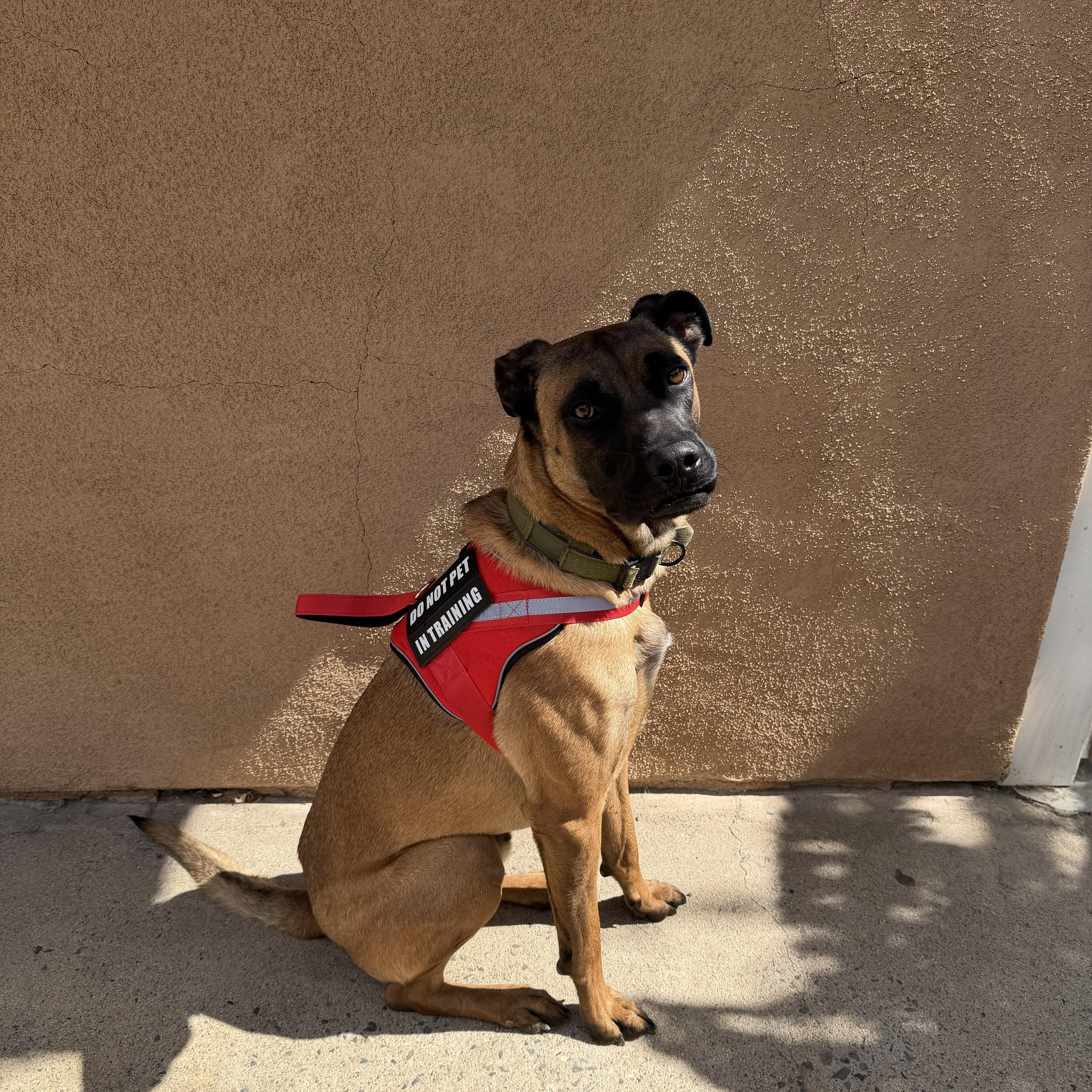 Enlarge Bruce, a ADOPTABLE mixed breed in Murrieta, CA image 4/6