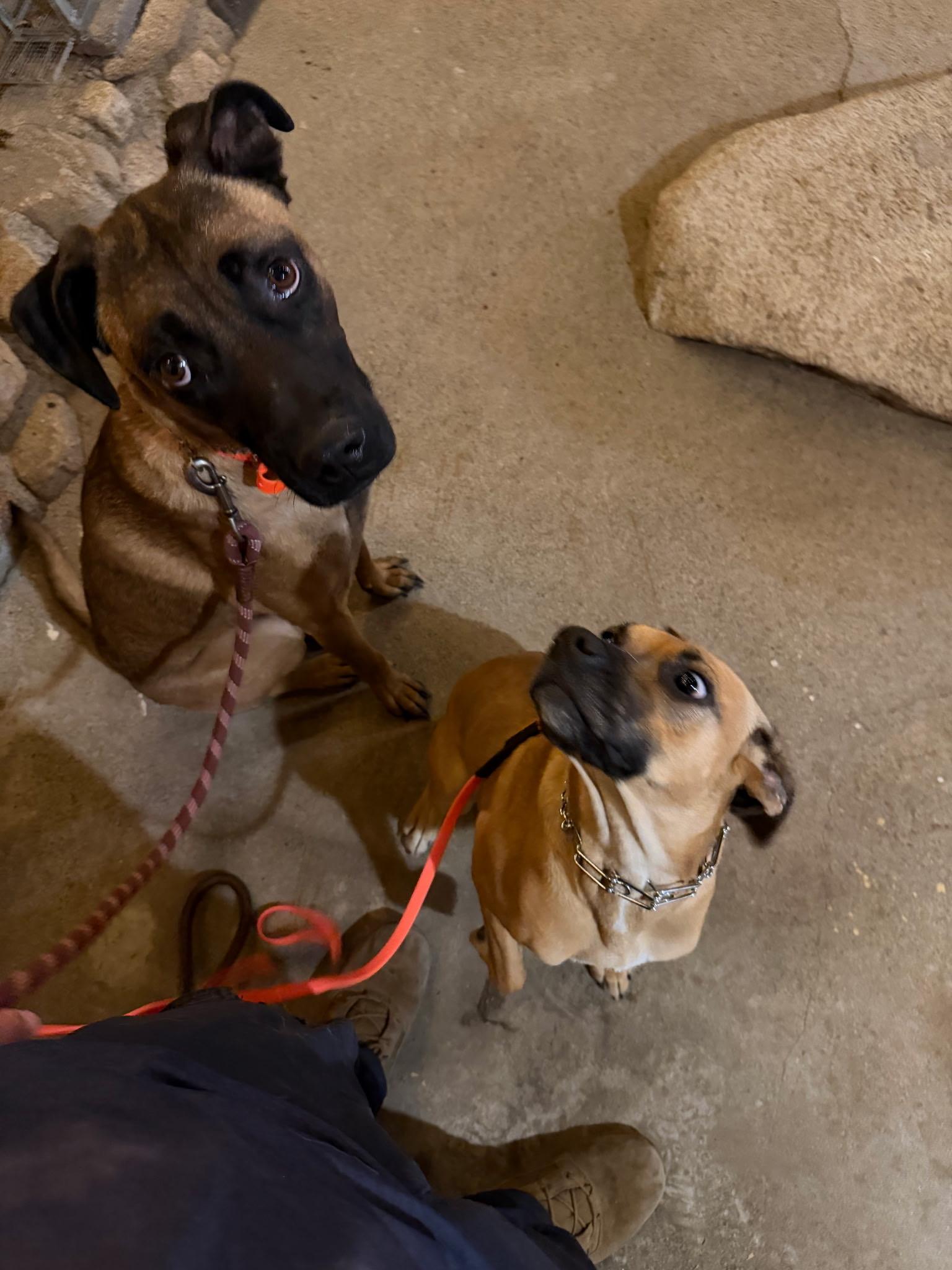 Bruce, a ADOPTABLE mixed breed in Murrieta, CA image 3/6