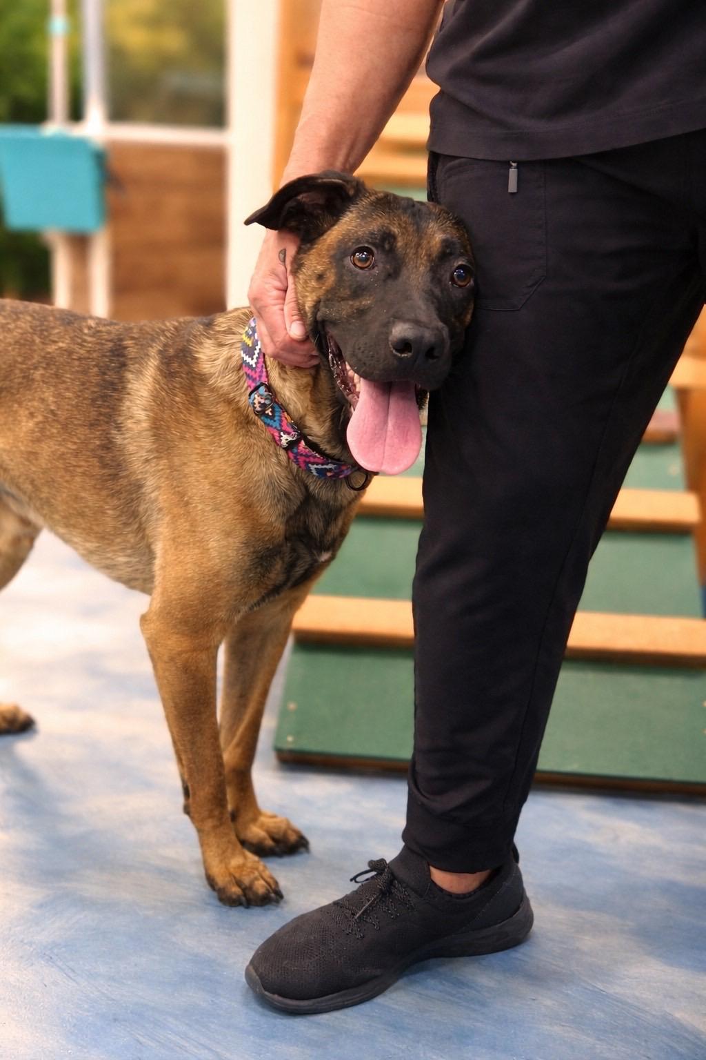 Bruce, ADOPTABLE, Young Male Belgian Shepherd / Malinois.