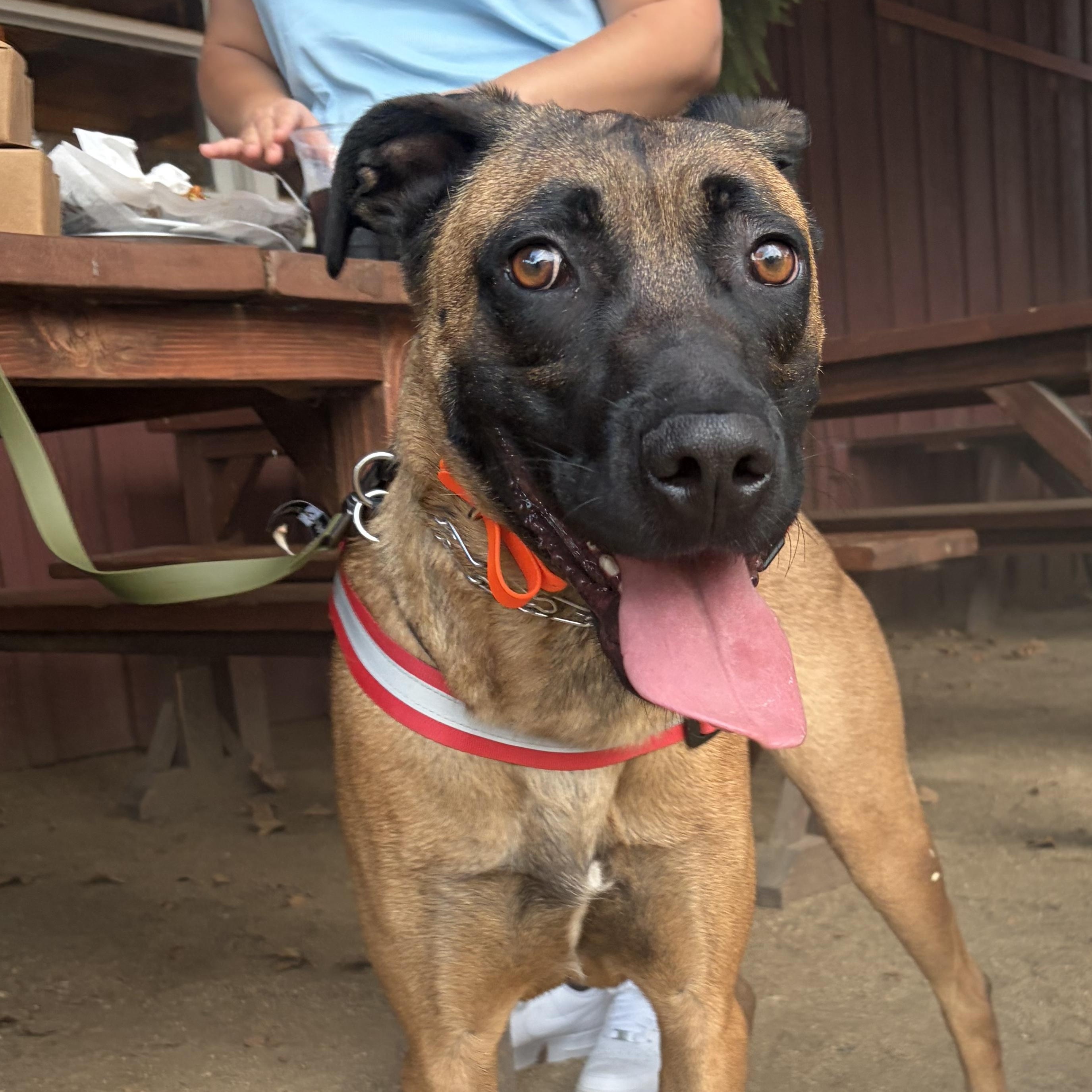 Enlarge Bruce, a ADOPTABLE mixed breed in Murrieta, CA image 6/6