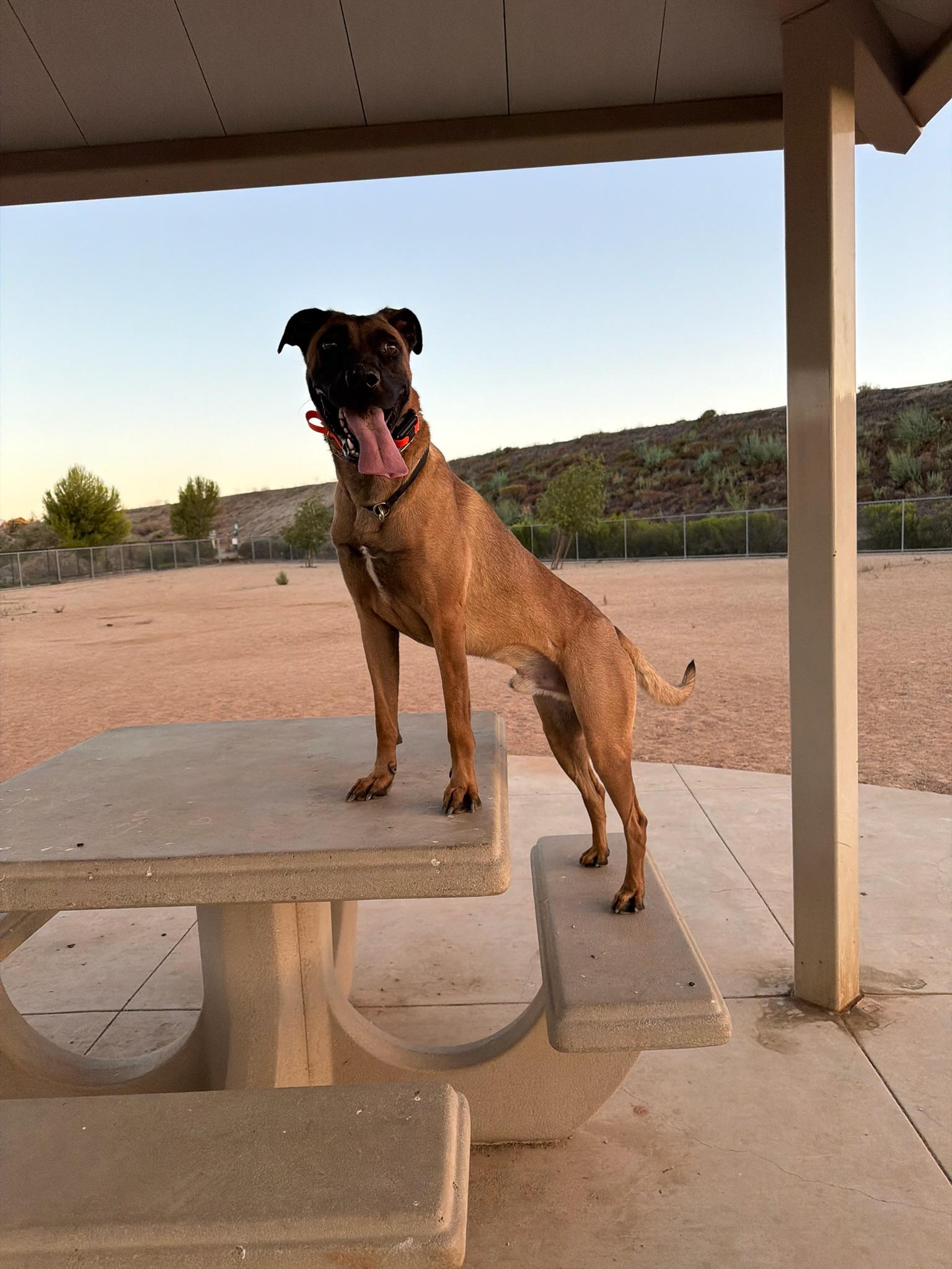 Enlarge Bruce, a ADOPTABLE mixed breed in Murrieta, CA image 1/6