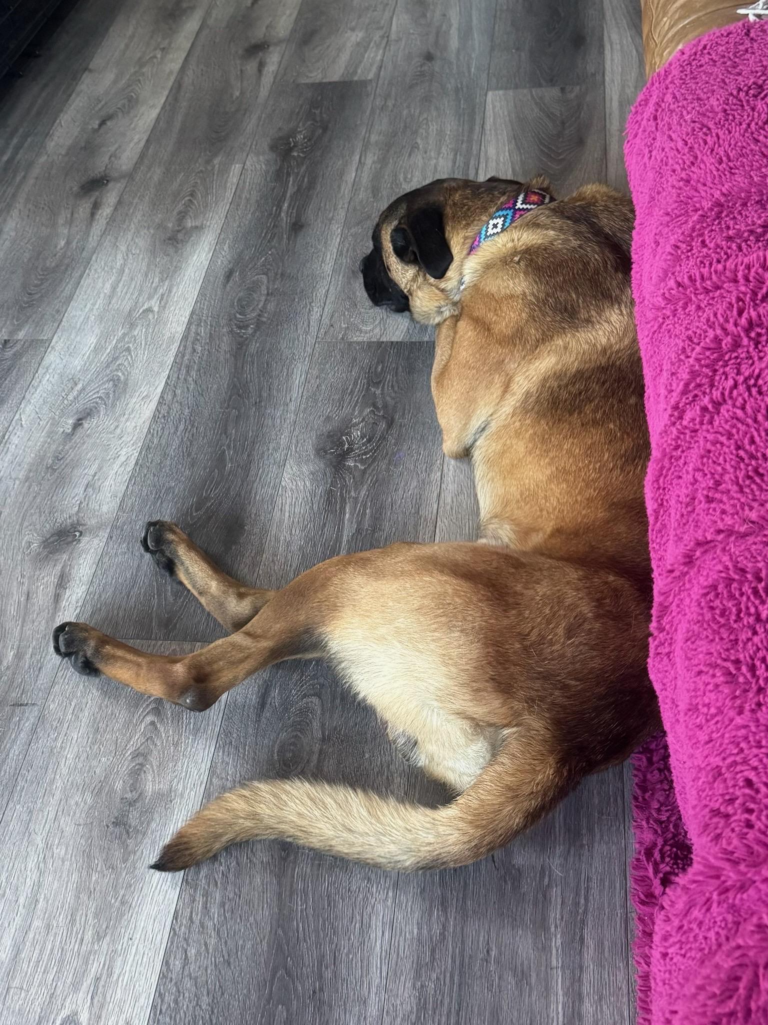 Enlarge Bruce, a ADOPTABLE mixed breed in Murrieta, CA image 4/4