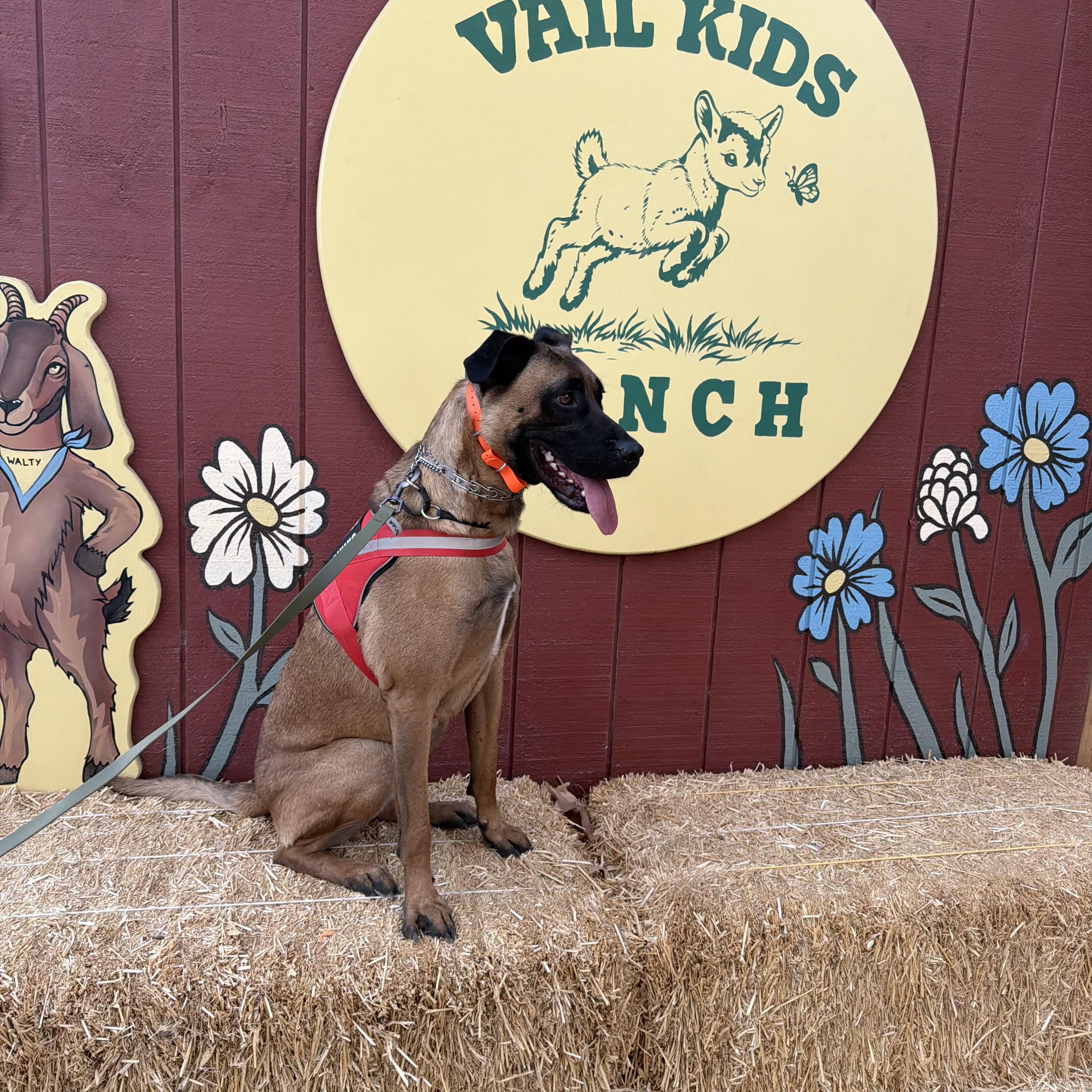 Enlarge Bruce, a ADOPTABLE mixed breed in Murrieta, CA image 5/6