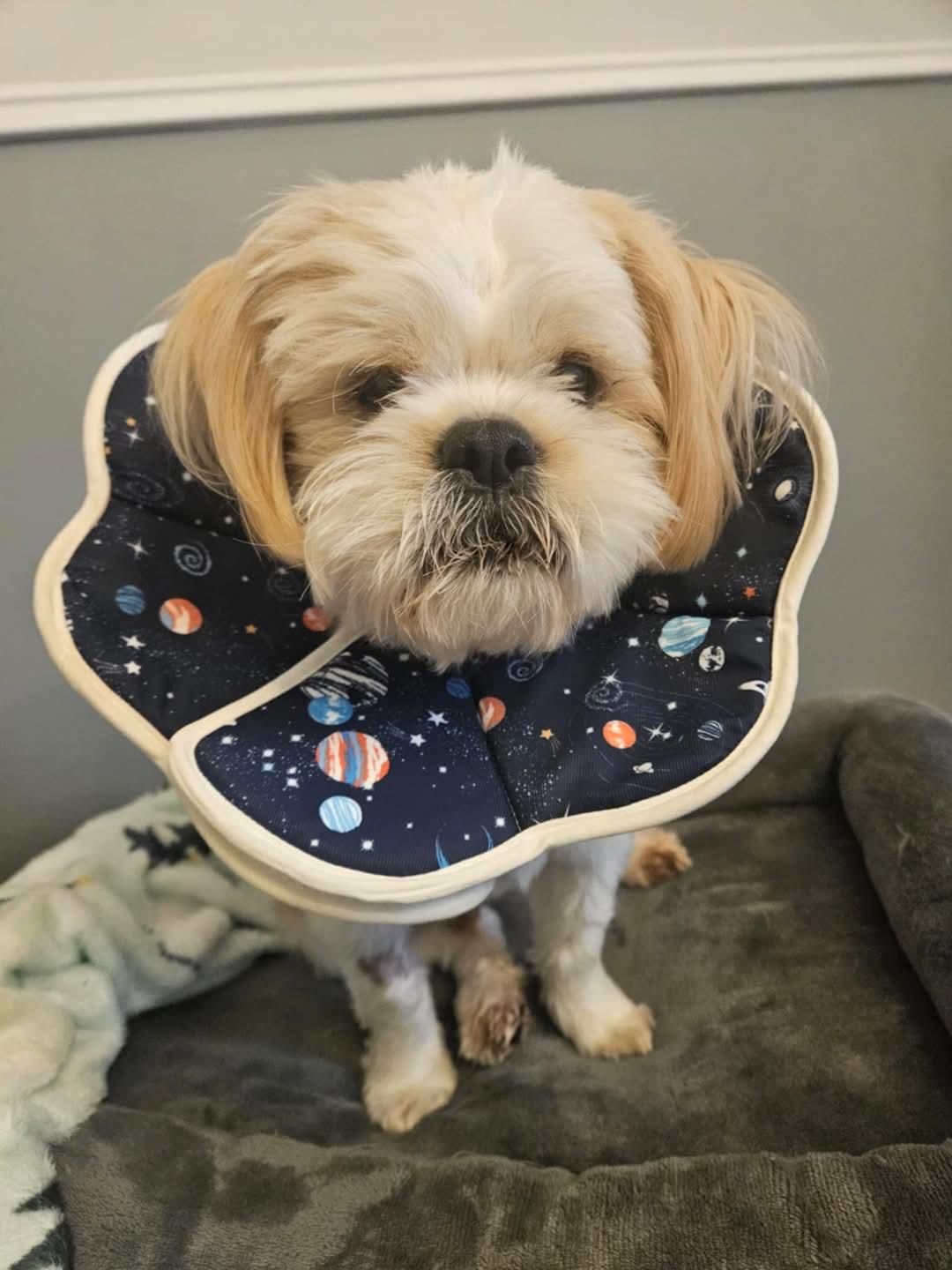 Miko, an adoptable Shih Tzu in Montreal, QC, H3H 1N2 | Photo Image 5
