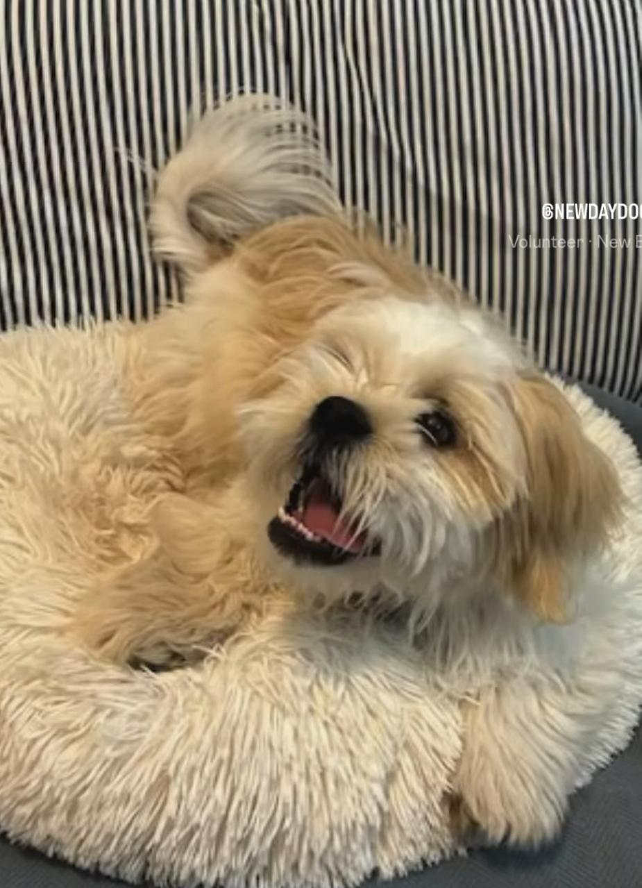Miko, an adoptable Shih Tzu in Montreal, QC, H3H 1N2 | Photo Image 2