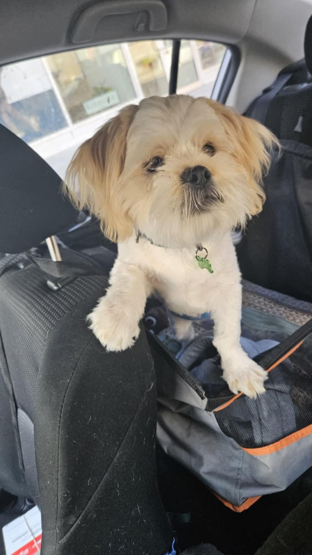 Miko, an adoptable Shih Tzu in Montreal, QC, H3H 1N2 | Photo Image 4