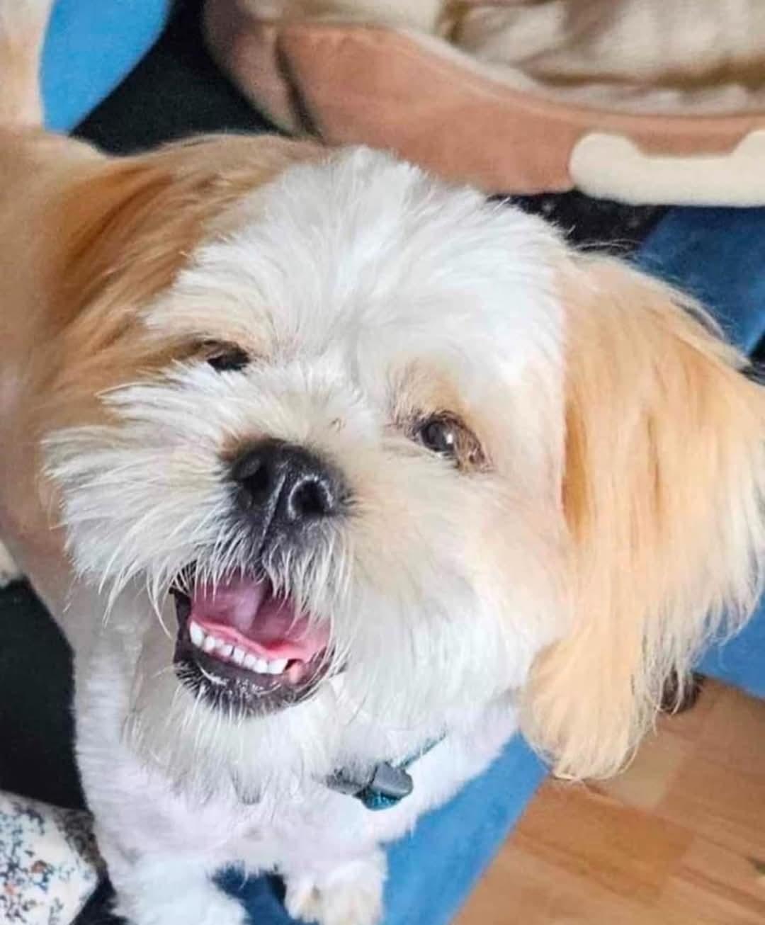Miko, an adoptable Shih Tzu in Montreal, QC, H3H 1N2 | Photo Image 1
