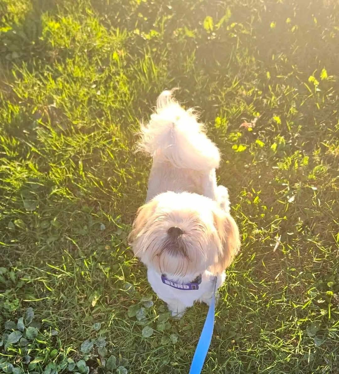 Miko, an adoptable Shih Tzu in Montreal, QC, H3H 1N2 | Photo Image 3