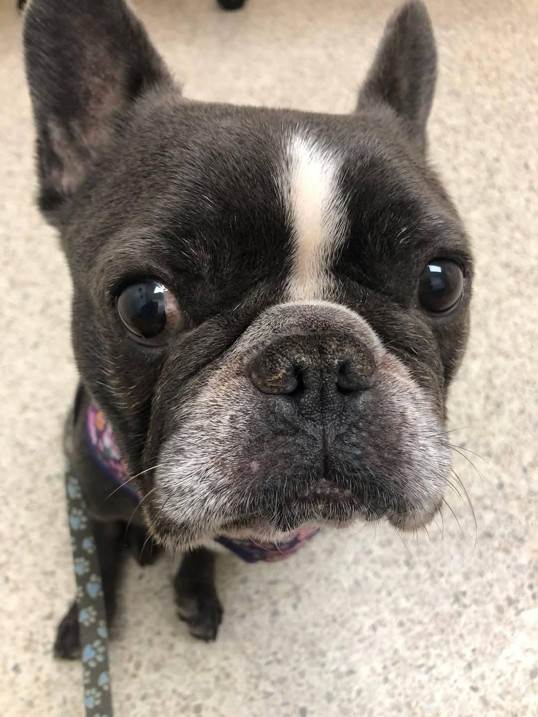 Enlarge David Bowie, a ADOPTABLE mixed breed in Nashville, TN image 3/3