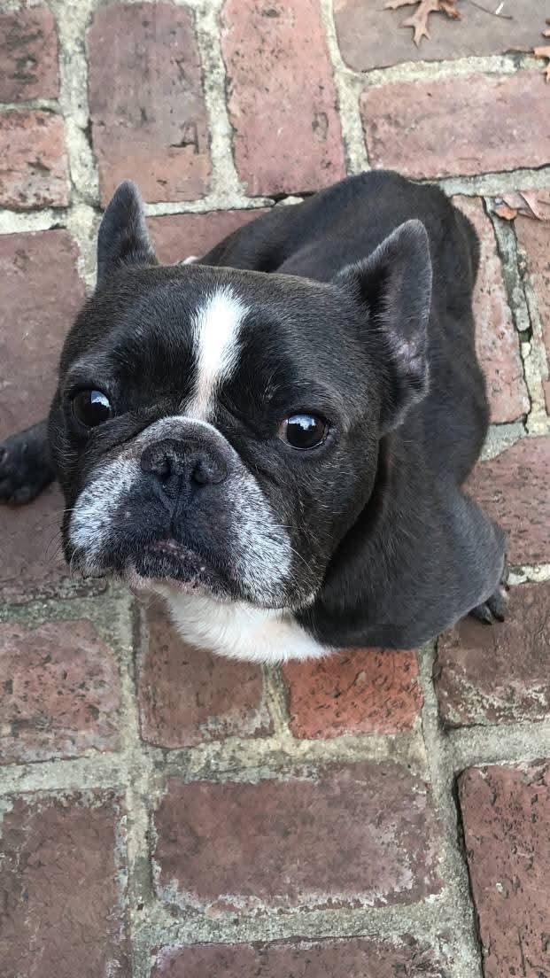 David Bowie, ADOPTABLE, Adult Male French Bulldog & Boston Terrier.