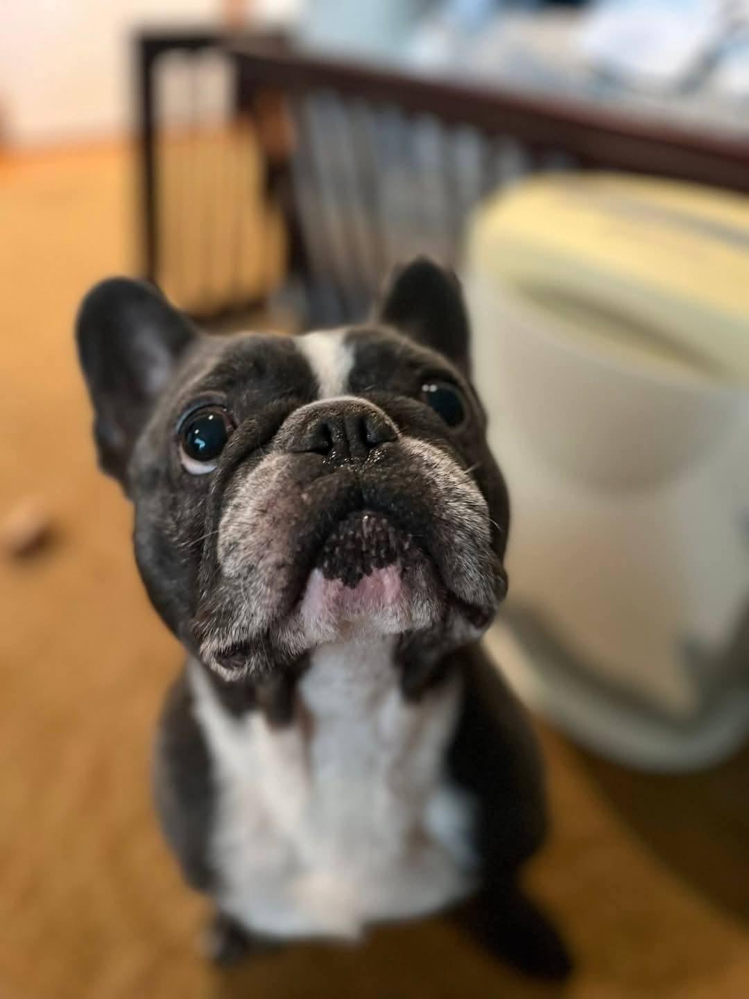 Enlarge David Bowie, a ADOPTABLE mixed breed in Nashville, TN image 2/3