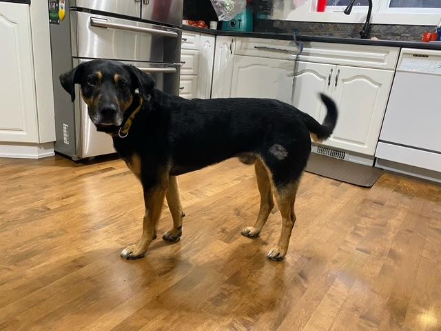 Yoda, Adoptable, Adult Male Mixed Breed.