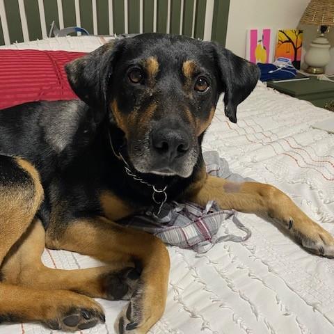 Yoda, a Adoptable mixed breed in Saskatoon, SK image 1/4