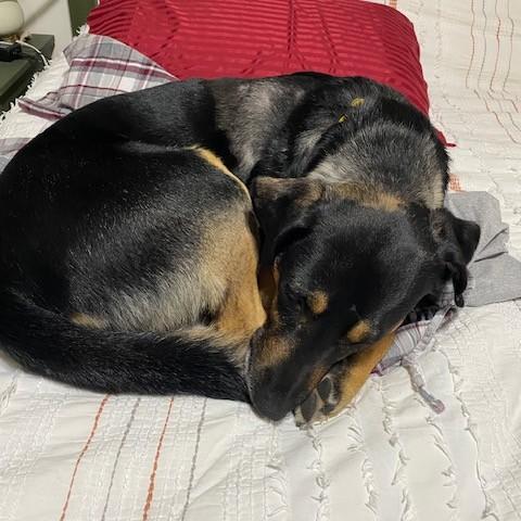 Yoda, a Adoptable mixed breed in Saskatoon, SK image 2/4