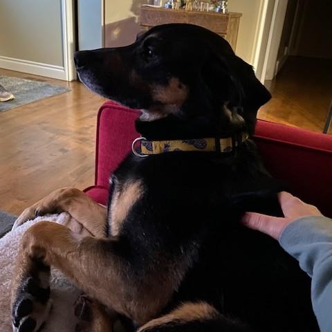 Yoda, a Adoptable mixed breed in Saskatoon, SK image 3/4