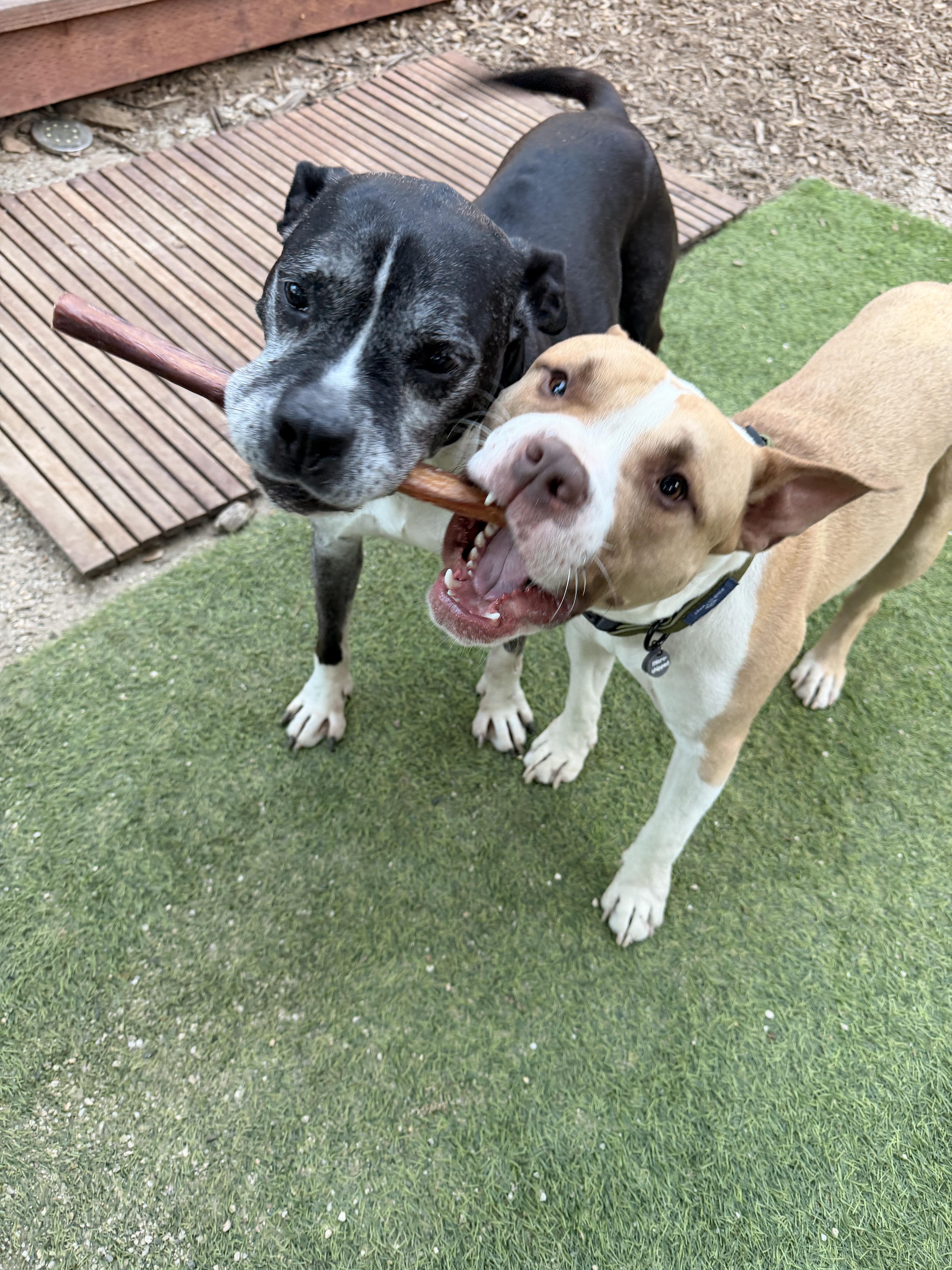 Biggie, a Adoptable Pit Bull Terrier in Olympia, WA image 2/6