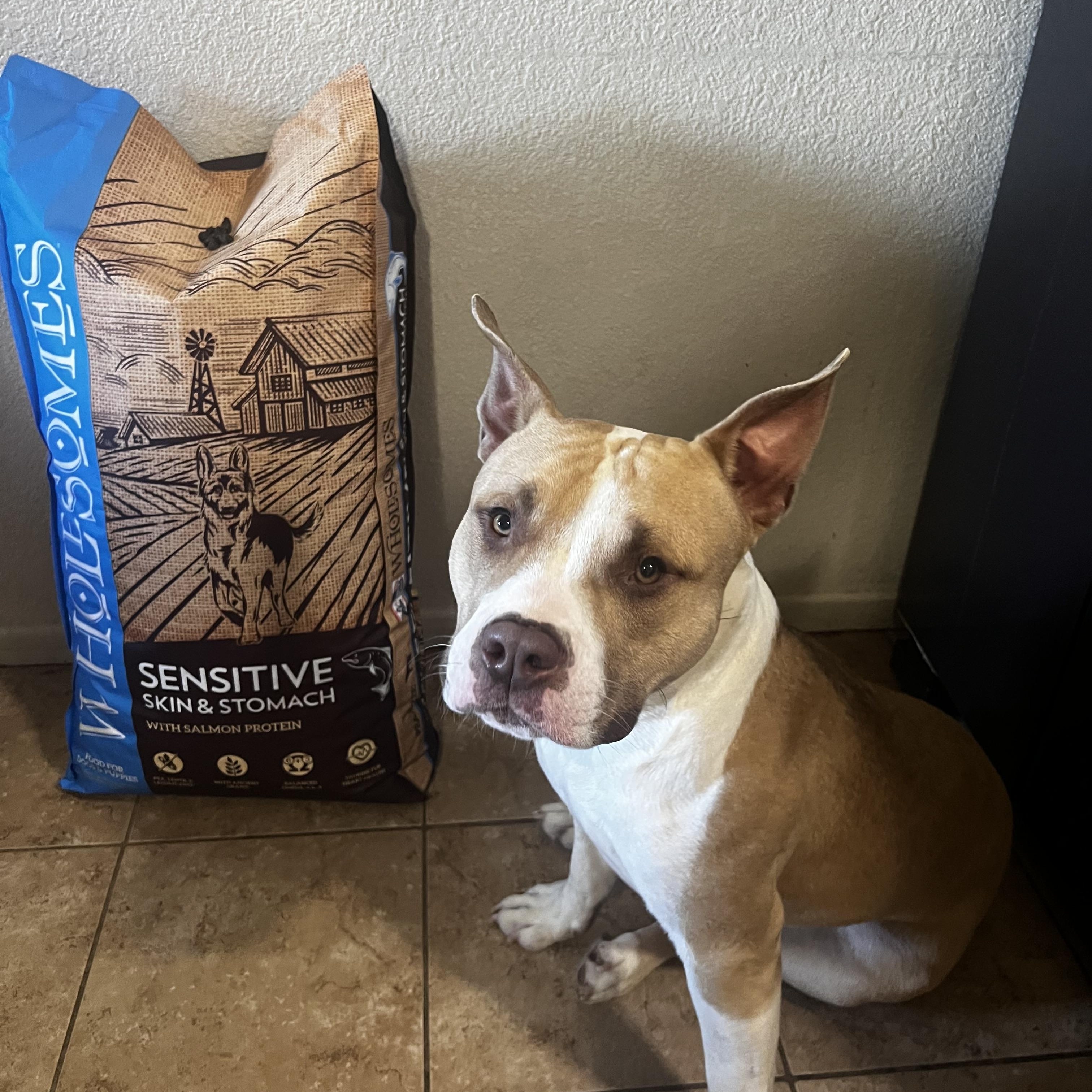 Biggie, a Adoptable Pit Bull Terrier in Olympia, WA image 5/6