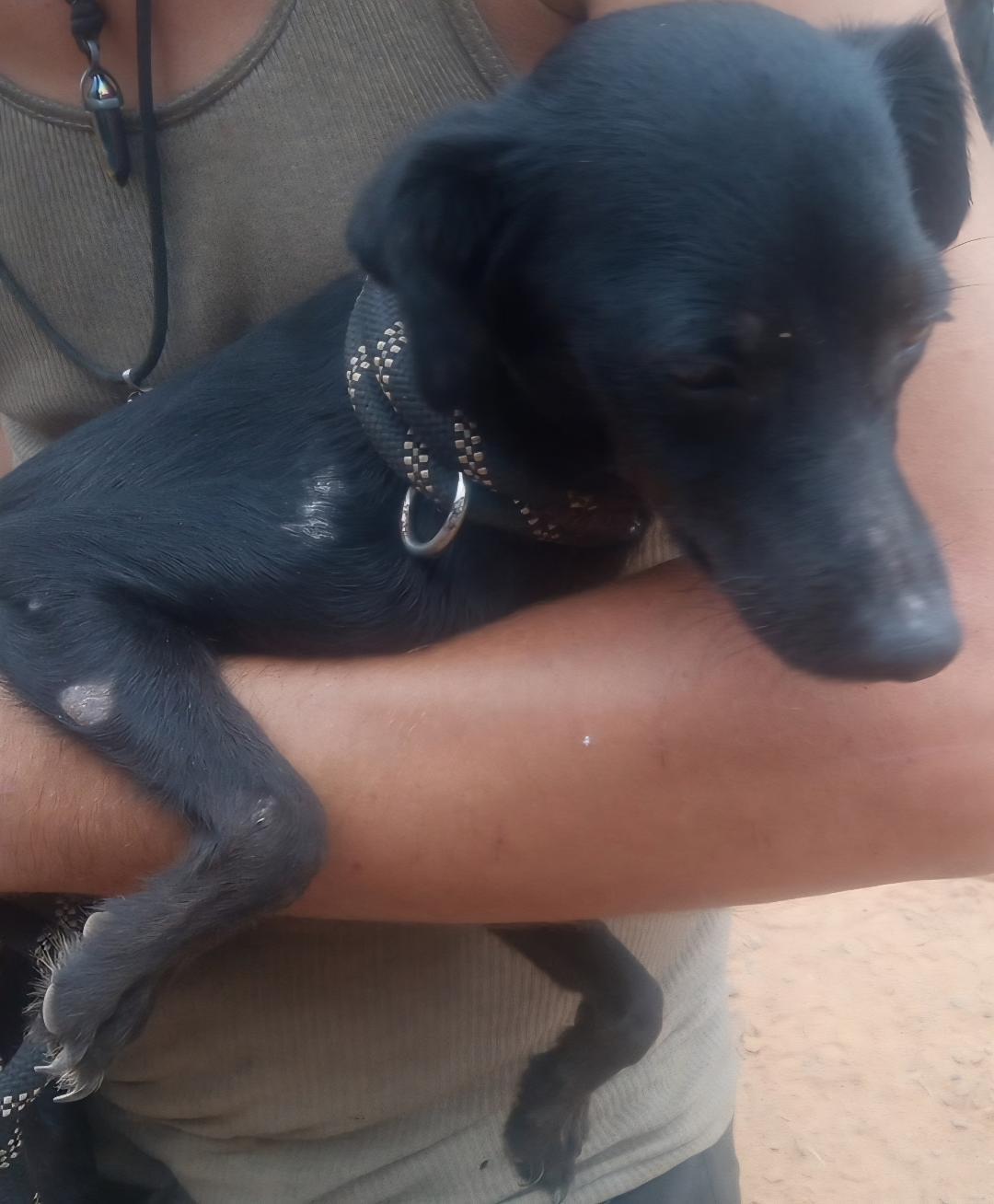 Enlarge Maggie, an adopted mixed breed in Mena, AR image 1/3