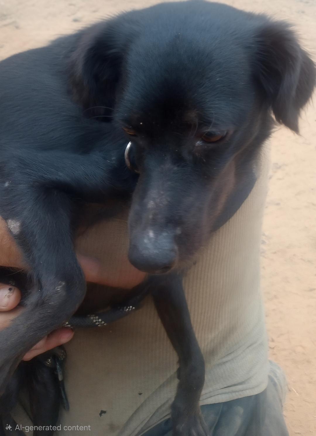 Enlarge Maggie, an adopted mixed breed in Mena, AR image 2/3