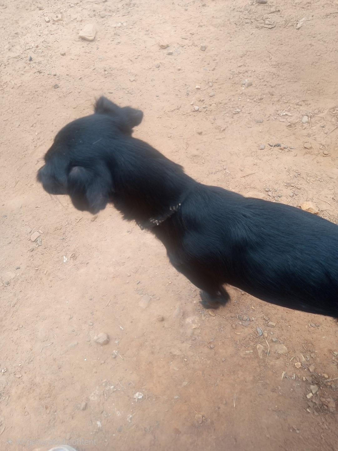 Enlarge Maggie, an adopted mixed breed in Mena, AR image 3/3