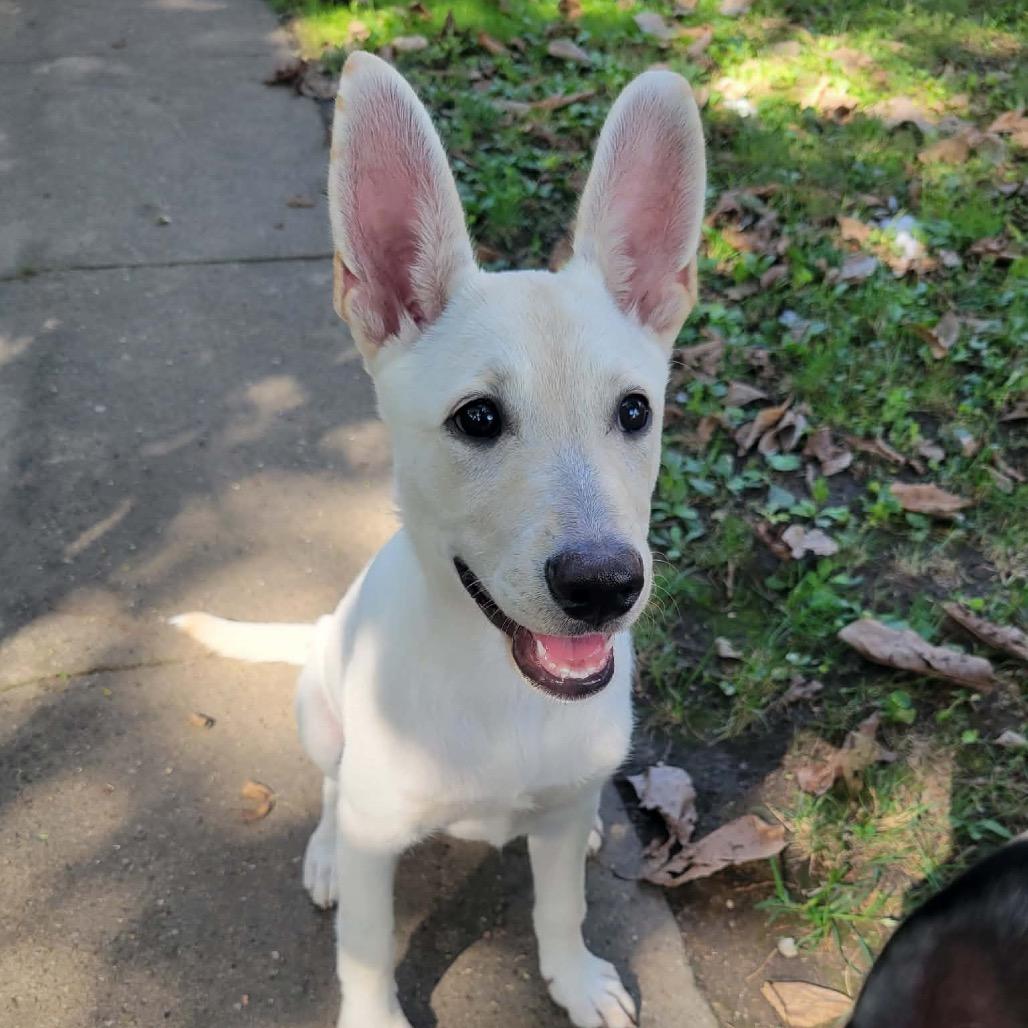 Enlarge ROSE GOLDEN, a Adoptable mixed breed in Cincinnati, OH image 2/6