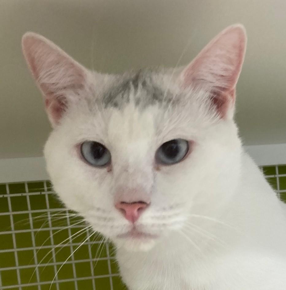 Nigel, ADOPTABLE, Young Male Domestic Short Hair & Siamese.