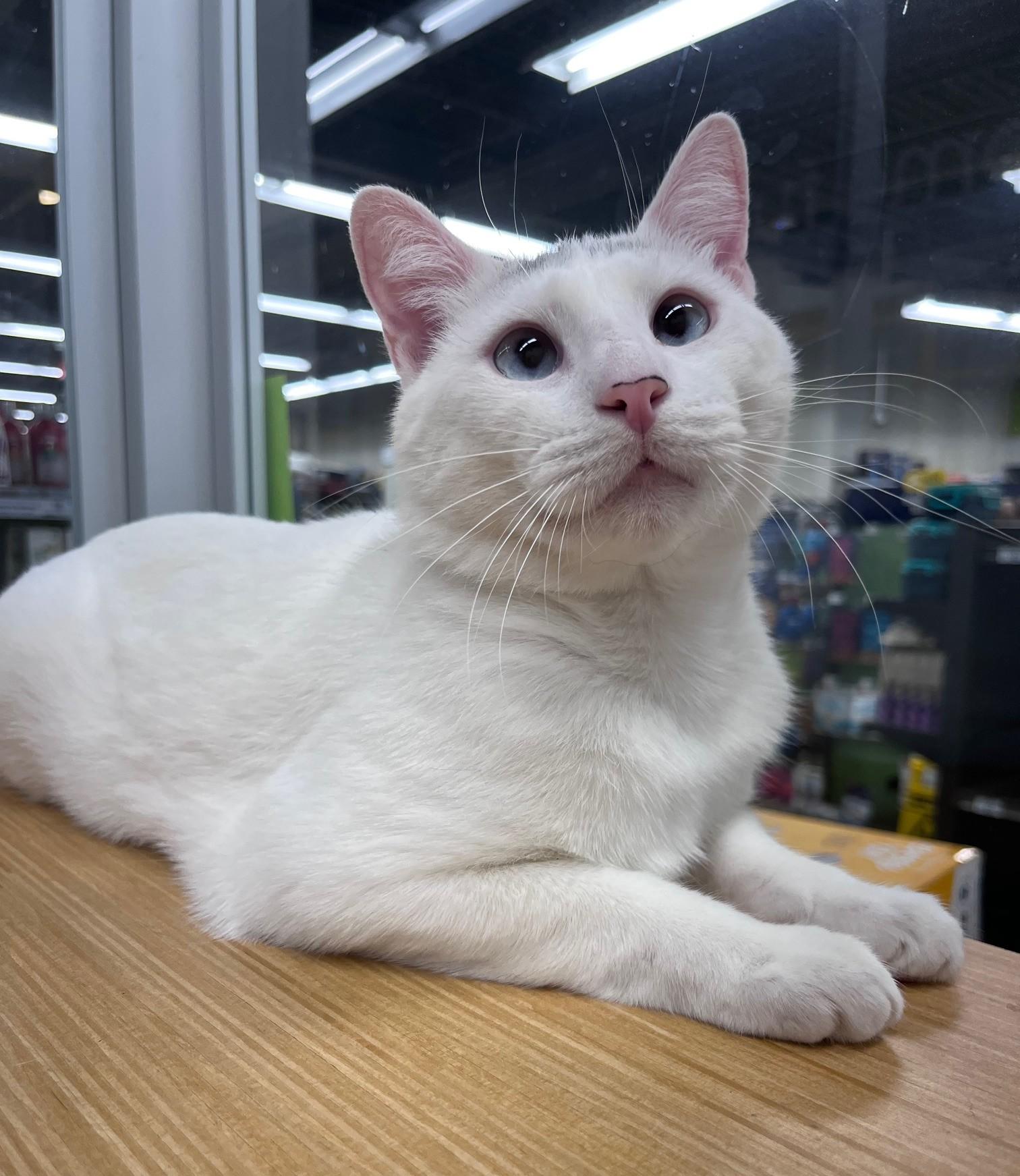 Nigel, a ADOPTABLE mixed breed in Bridgeport, CT image 2/5