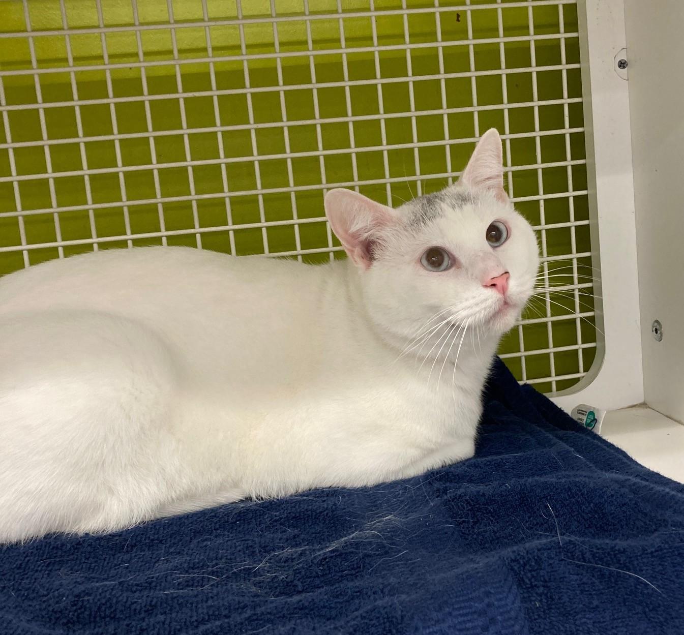 Nigel, a ADOPTABLE mixed breed in Bridgeport, CT image 2/3