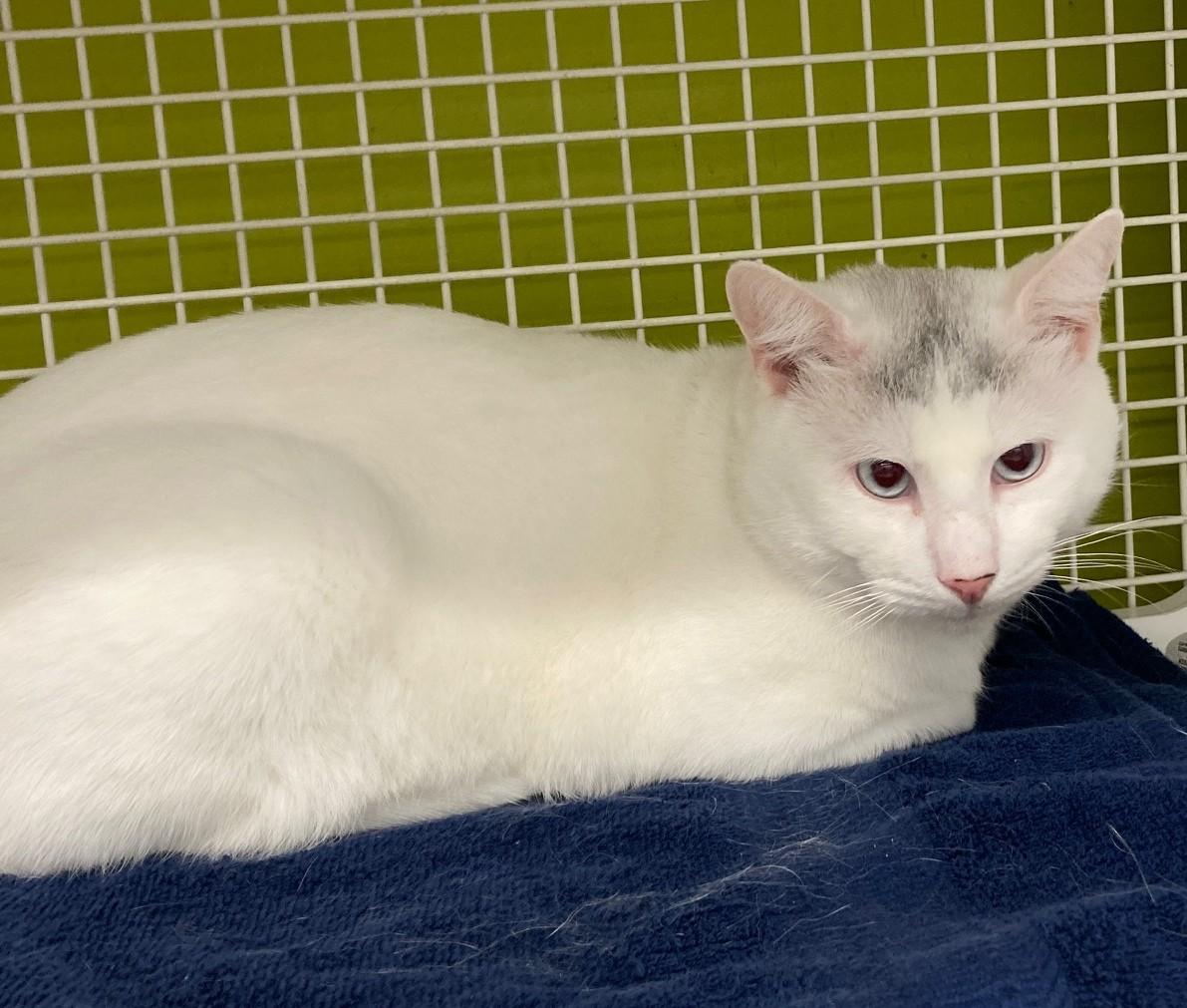 Nigel, a ADOPTABLE mixed breed in Bridgeport, CT image 3/3