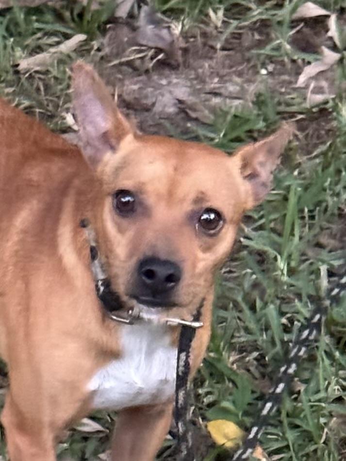 Skipper